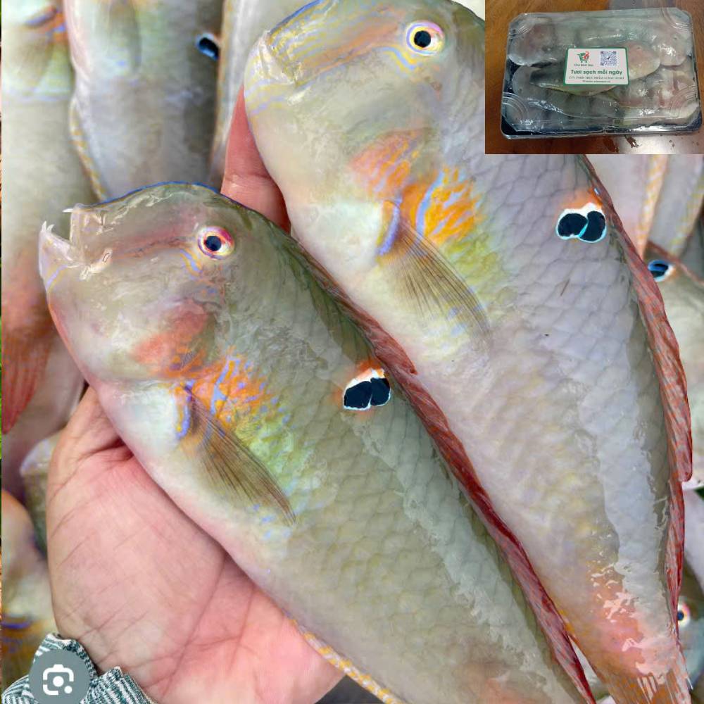 Cá Mó tươi 14-17 con/kg làm sạch