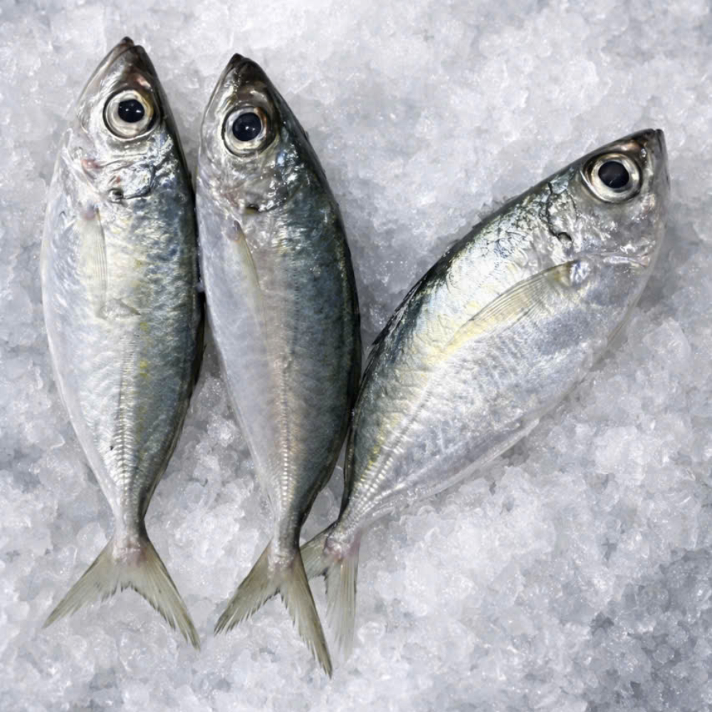 Cá Tráo tươi 8-10 con/kg làm sạch