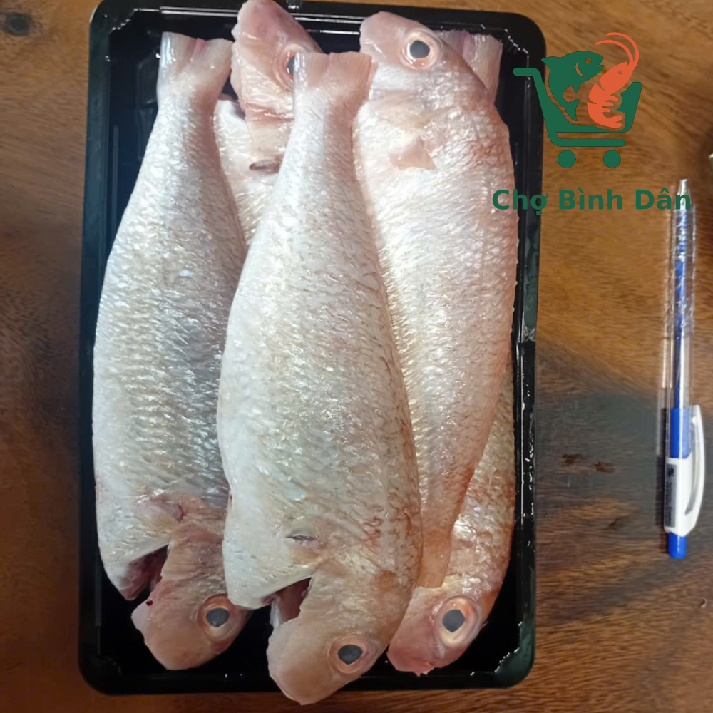 Cá Đổng hường 5-6 con/kg làm sạch