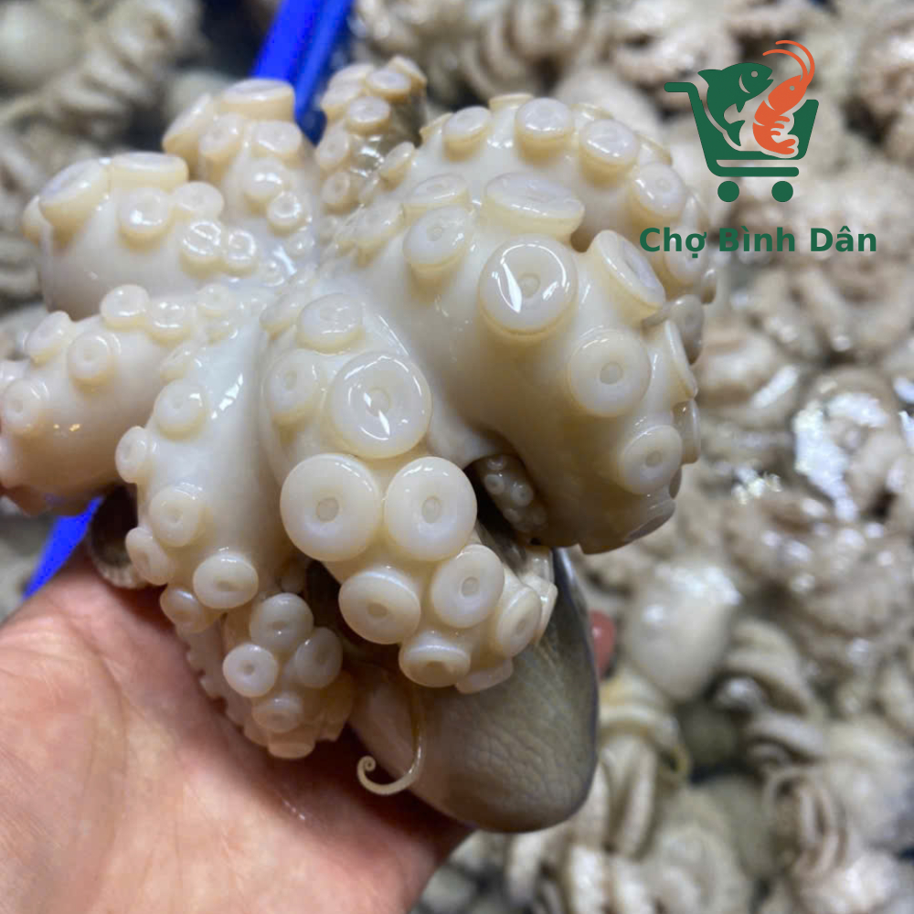 Tuộc đánh xoăn tươi 3-4 con/kg