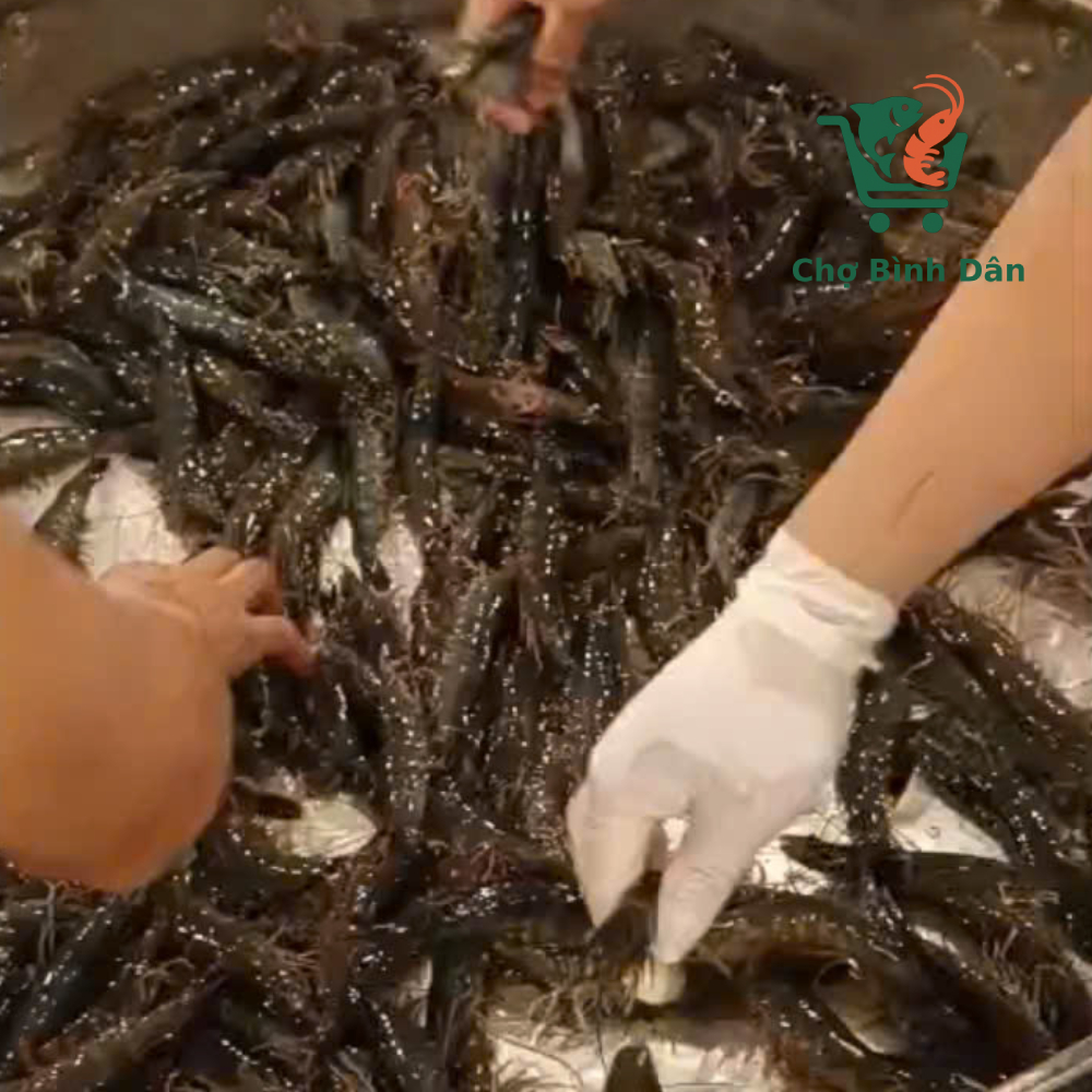 Tôm thẻ sống size 30 - 35 con/kg đóng hộp