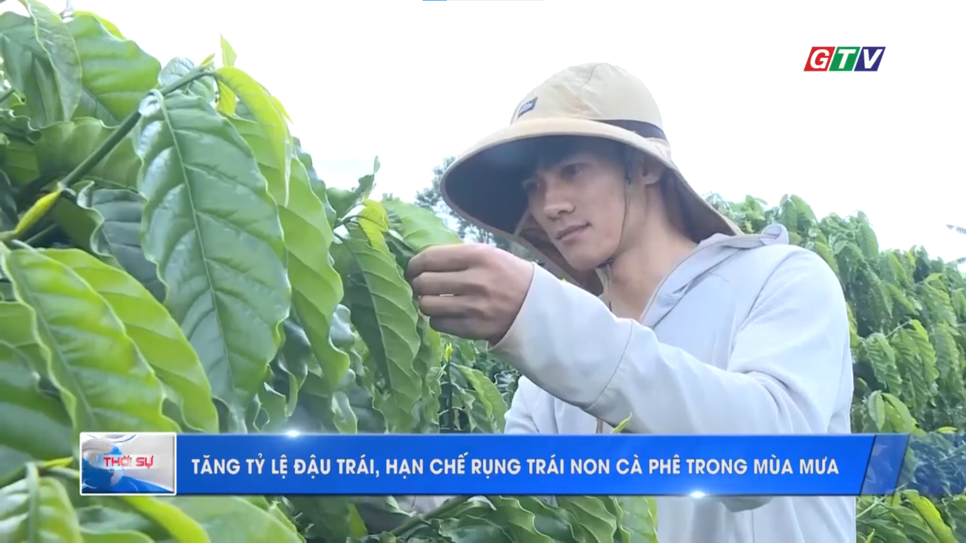 🌱 Giải pháp hạn chế nấm bệnh và rụng trái non cà phê mùa mưa