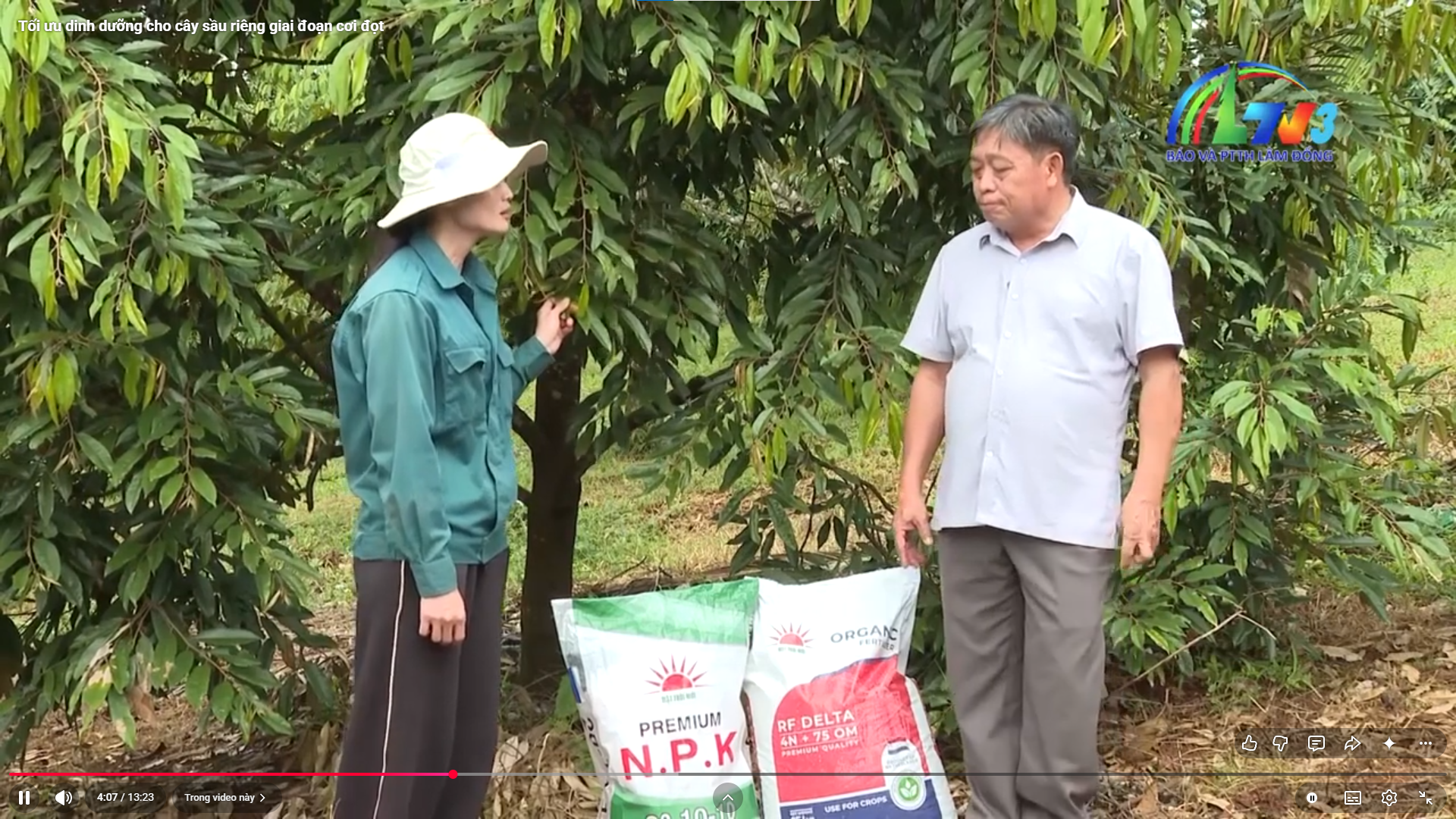 Tối ưu dinh dưỡng cho cây sầu riêng giai đoạn cơi đọt