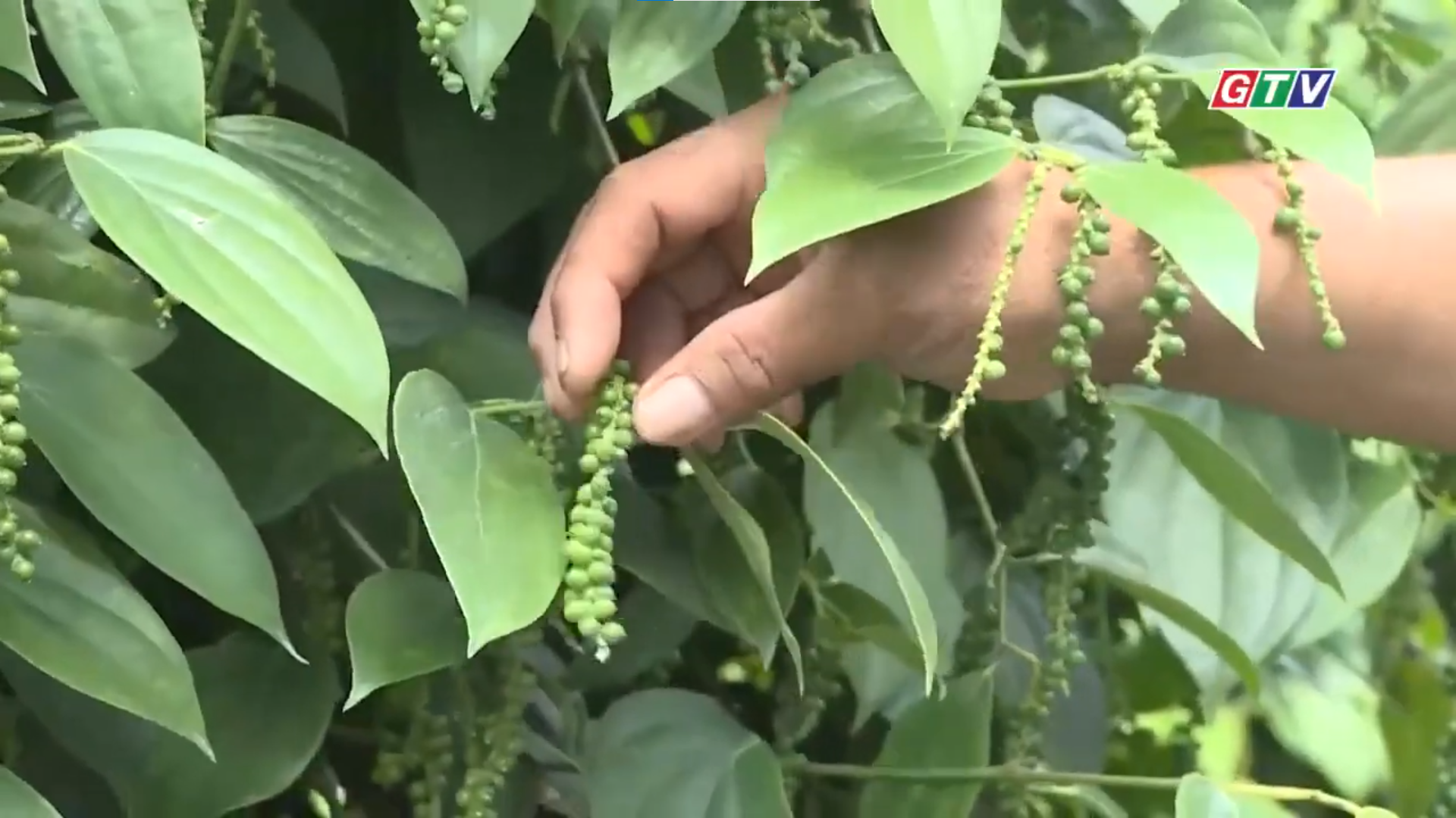 🌿 GIẢI PHÁP DINH DƯỠNG GIÚP HỒ TIÊU CHẮC HẠT – NẶNG KÝ CÙNG PHÂN BÓN MẶT TRỜI MỚI 🌞
