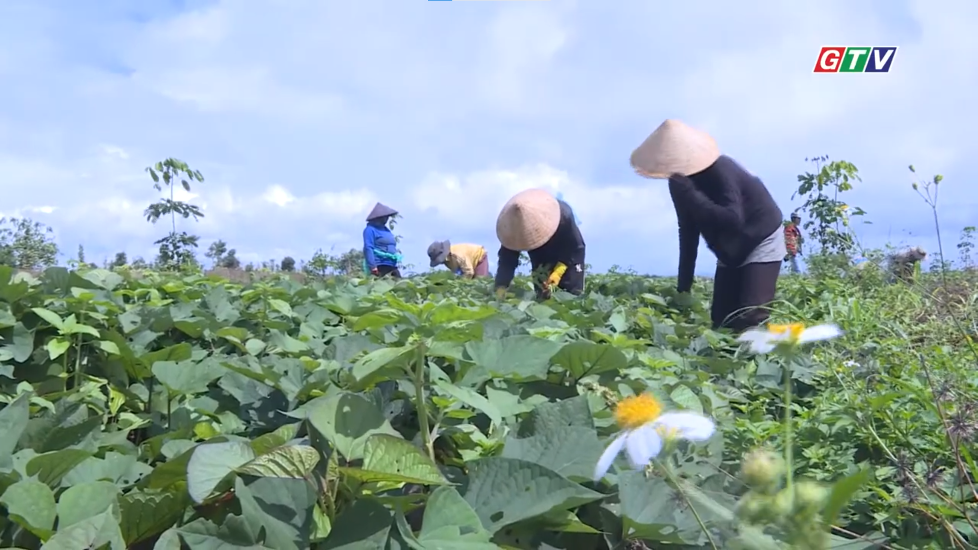 NPK MẶT TRỜI MỚI BÍ QUYẾT TĂNG NĂNG SUẤT KHOAI LANG TỪ GIAI ĐOẠN HÌNH THÀNH CỦ