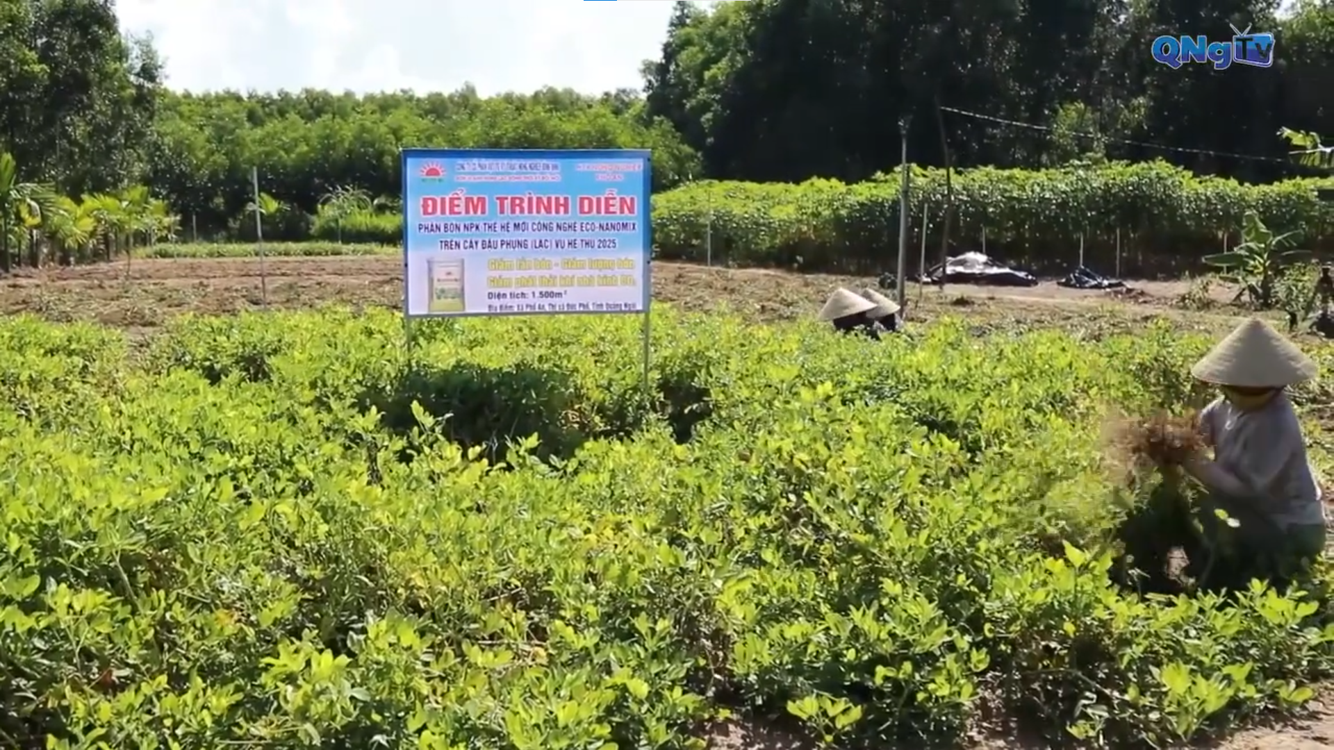 Phân bón thế hệ mới chuyên dùng cho cây đậu phụng NÔNG DÂN HỘI NHẬP