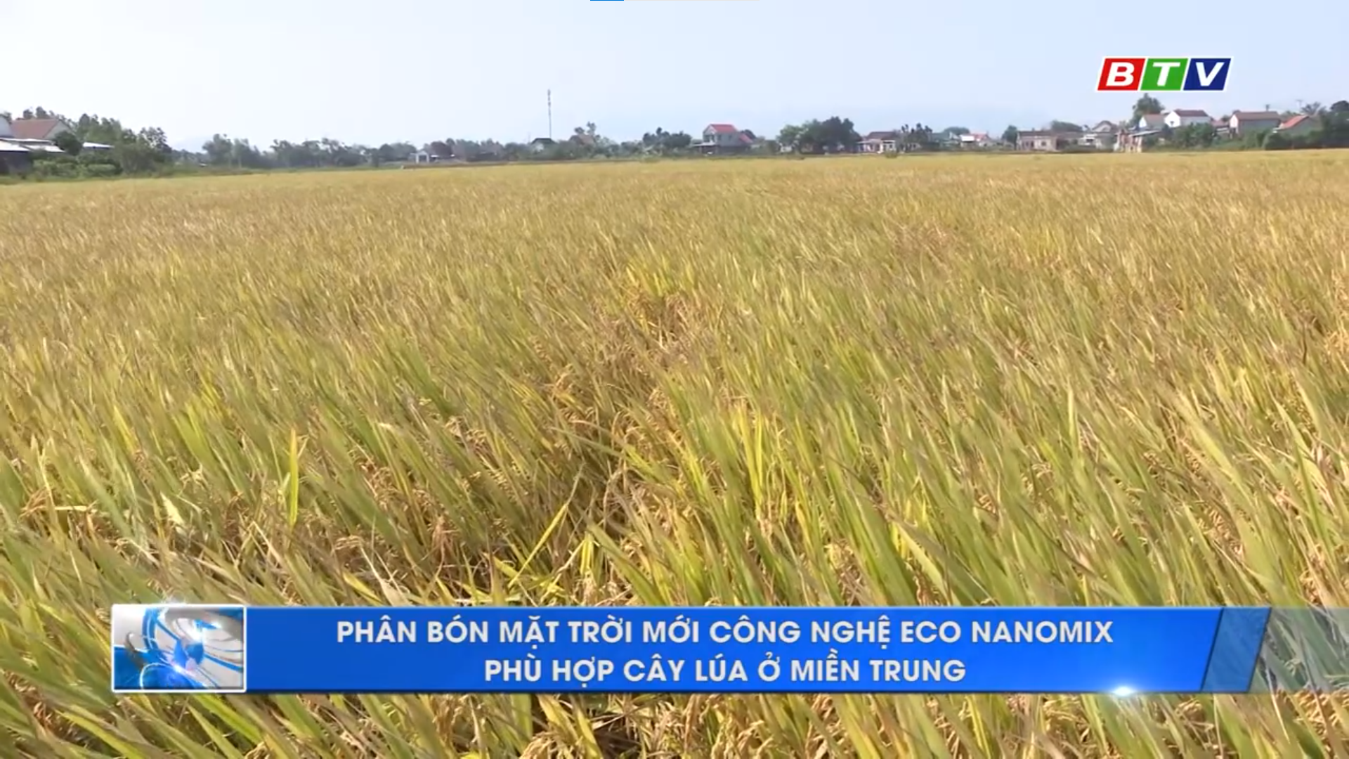 Phân bón Mặt Trời Mới công nghệ Eco Nanomix phù hợp cây lúa ở miền Trung