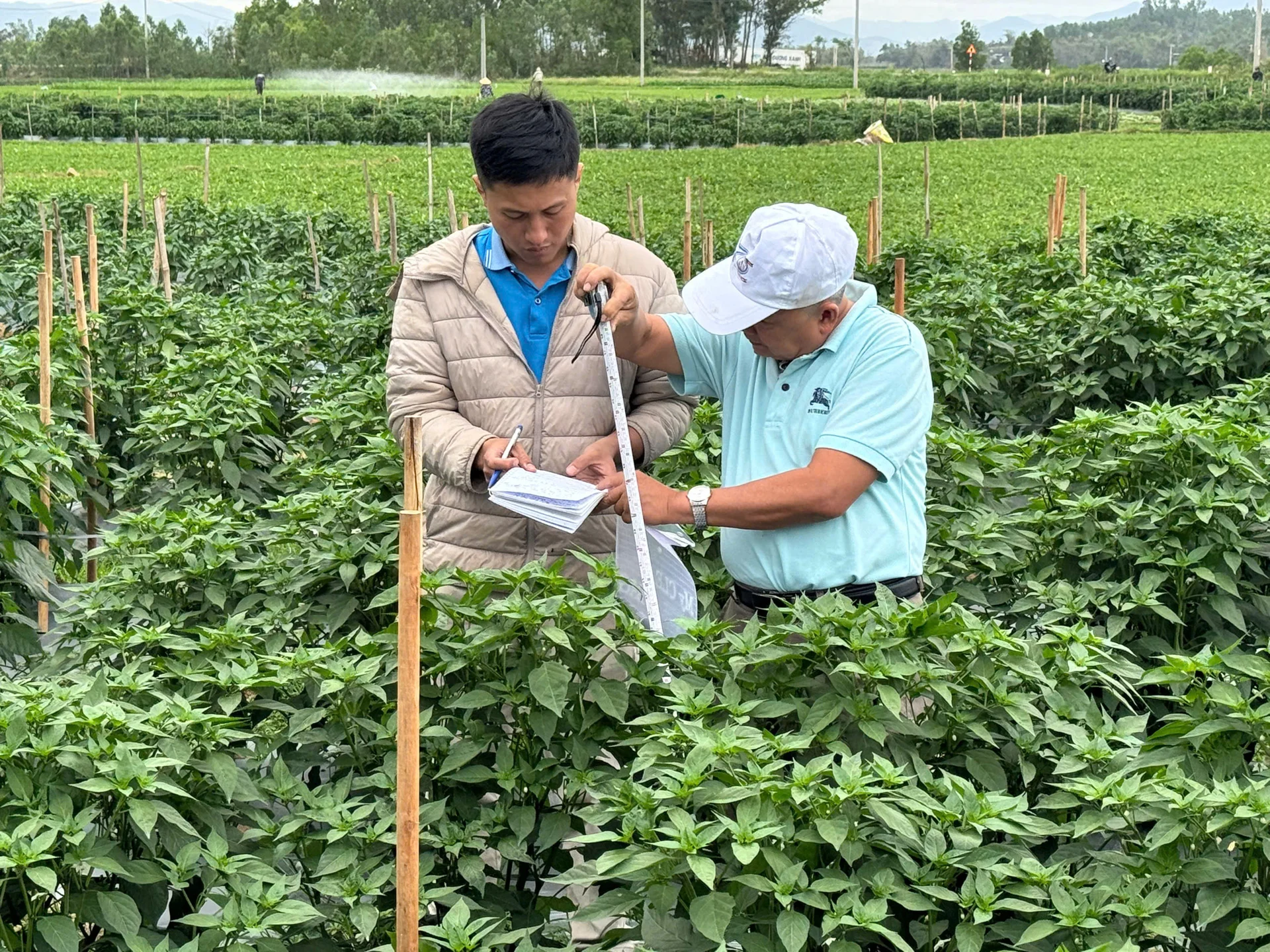 Ruộng ớt ở Gia Lai cho năng suất tốt nhờ sử dụng phân bón công nghệ mới. Ảnh: Hữu Phước