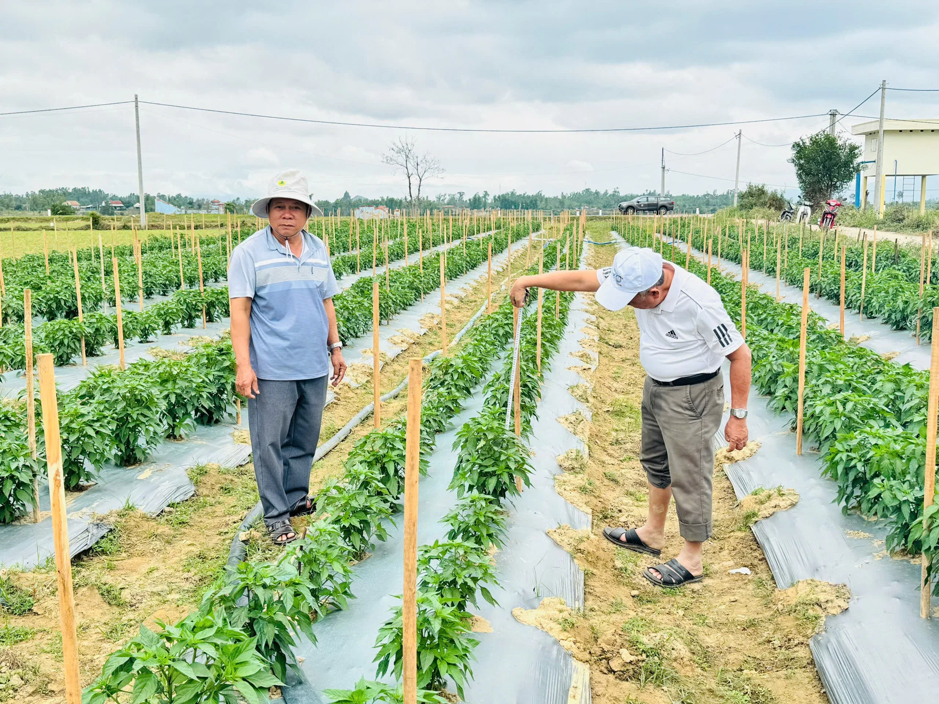 Ruộng ớt mô hình sử dụng giống ớt SOKO 09. Ảnh: Minh Toàn
