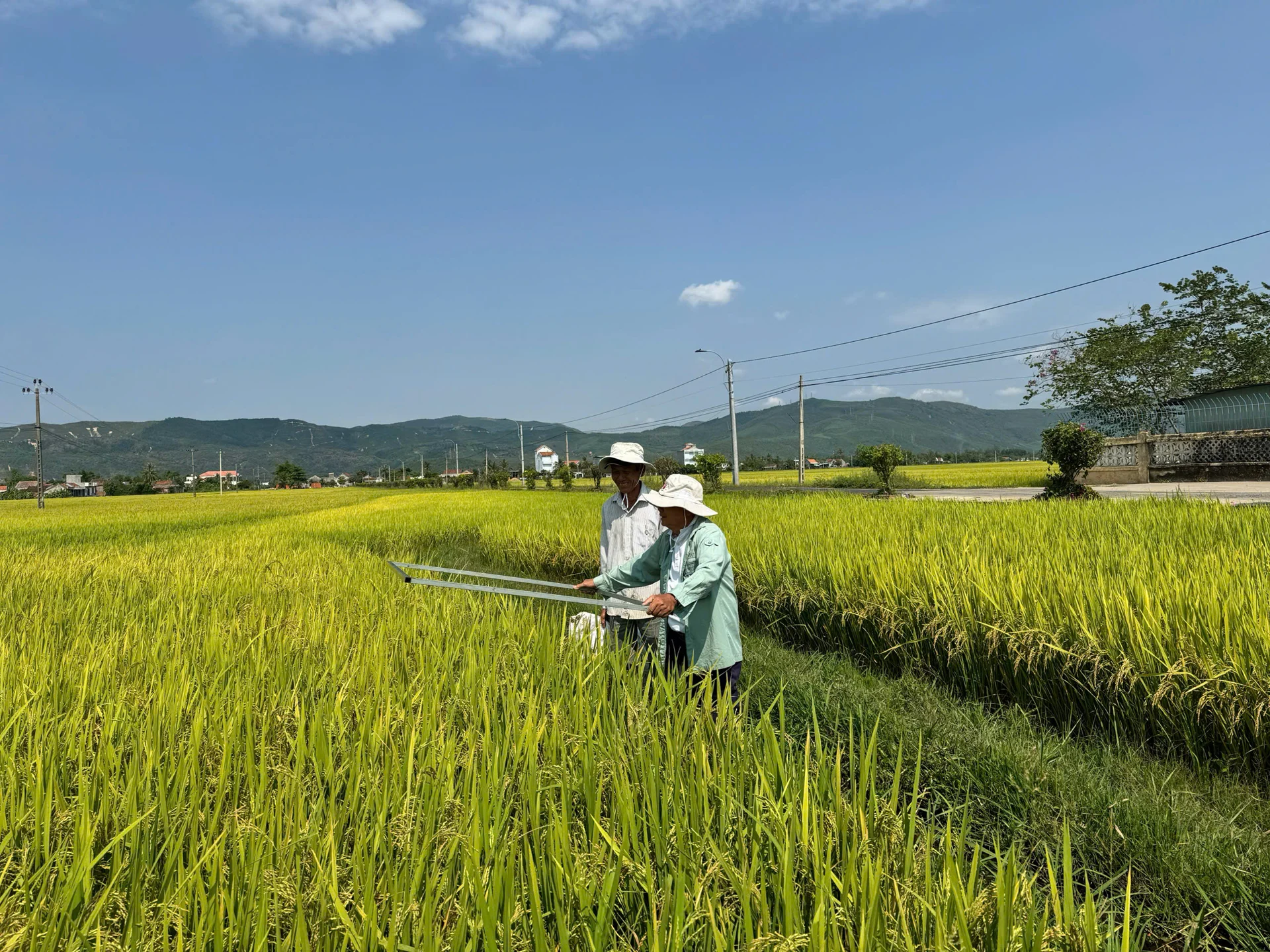 Ruộng lúa mô hình sử dụng phân bón thế hệ mới tại HTX Dịch vụ Nông nghiệp Hòa Quang Nam. Ảnh: Hữu Phước