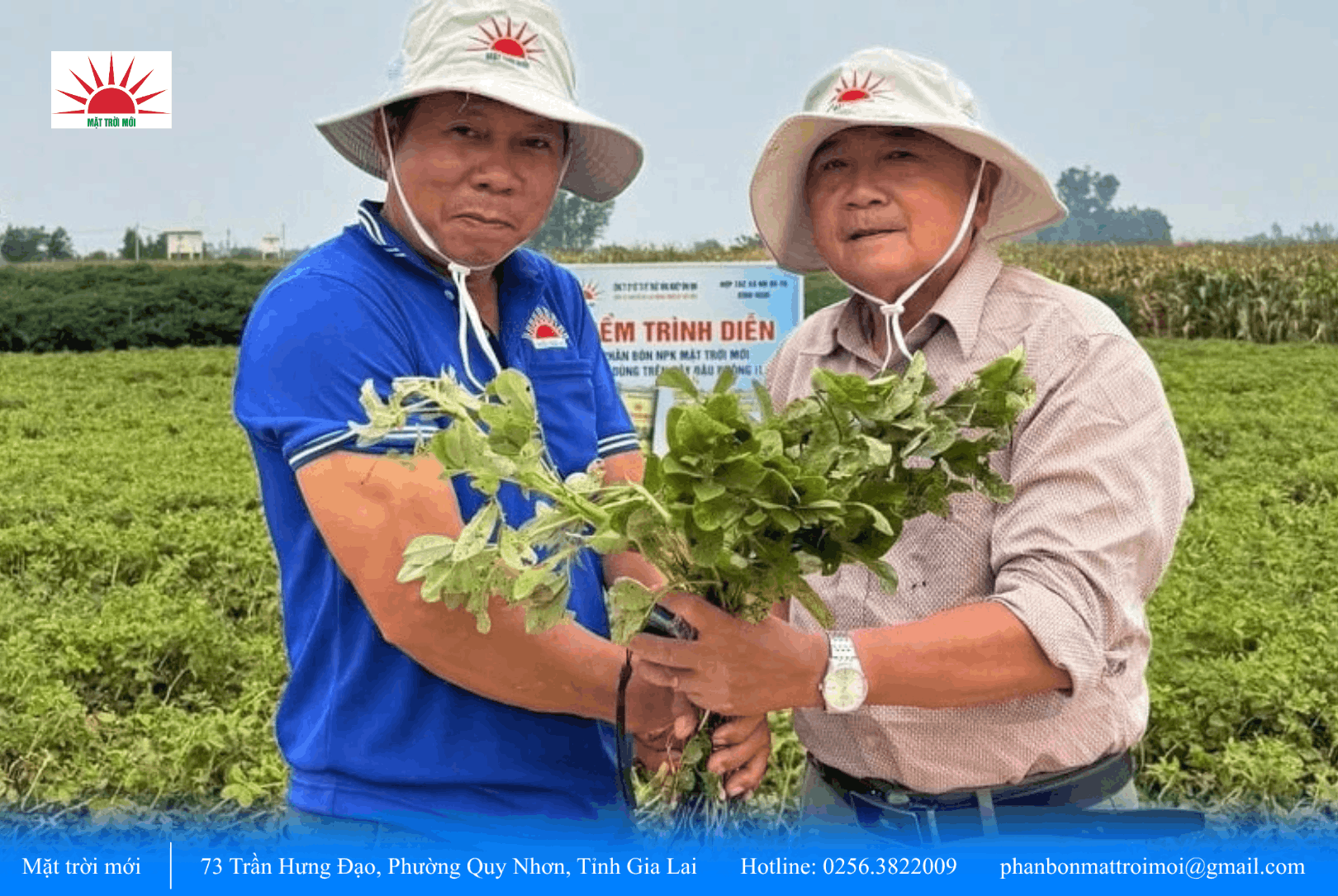 Đậu phộng ở Tây Sơn chắc quả, mẩy hạt nhờ làm cách này