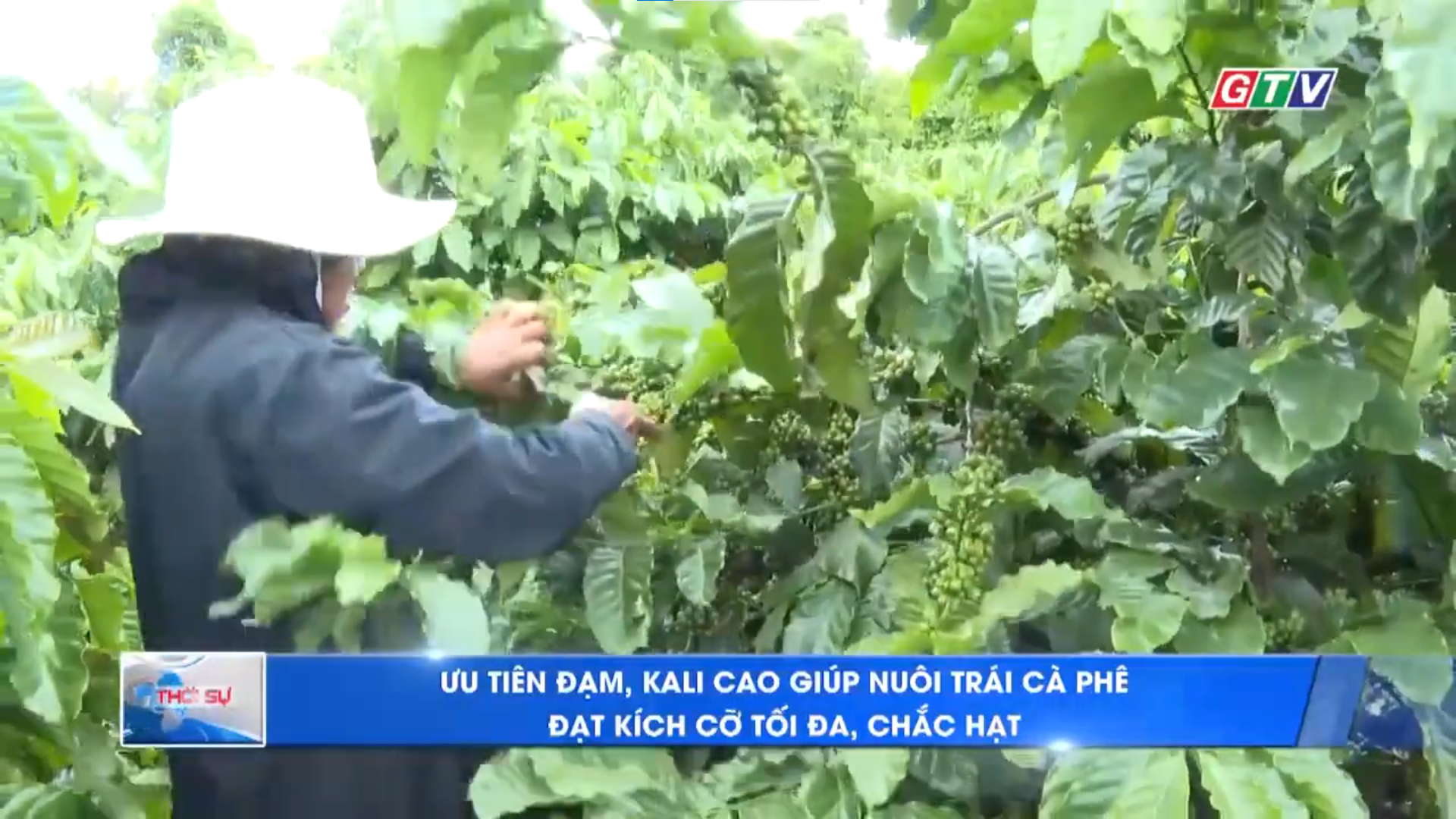 🌿 DINH DƯỠNG CÂN ĐỐI CHO CÀ PHÊ GIAI ĐOẠN NUÔI TRÁI MÙA MƯA