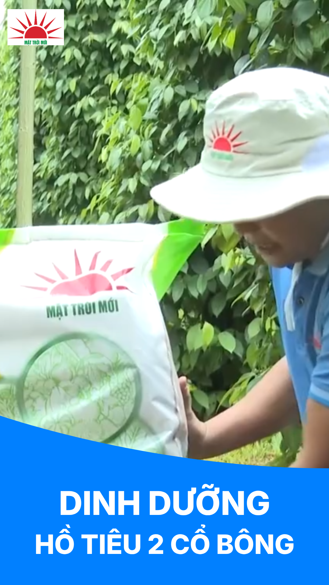 Hồ Tiêu 2 cổ bông: Dinh dưỡng thế nào để nuôi hoa, nuôi trái?