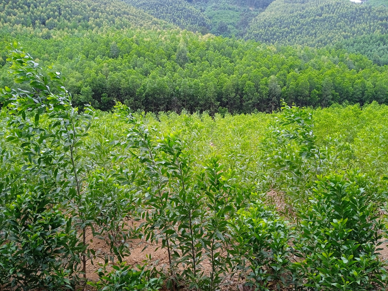 Hình 1. Rừng trồng cây keo lai có bón phân NPK Eco-Nanomix tại xã An Nhơn Tây - Gia Lai