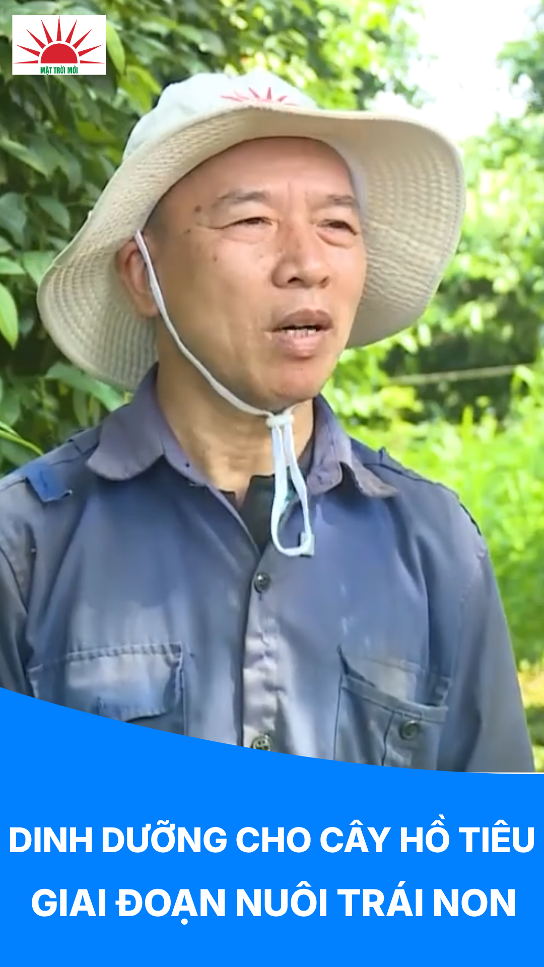 🌱 DINH DƯỠNG CHO CÂY HỒ TIÊU GIAI ĐOẠN NUÔI TRÁI NON ĐẾN THU HOẠCH