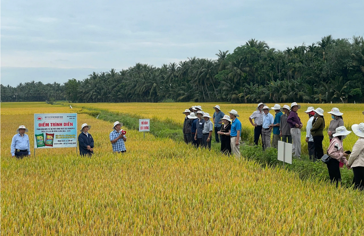 Giảm phân bón, nông dân miền Trung trồng lúa vẫn đạt năng suất cao và hiệu quả vượt trội