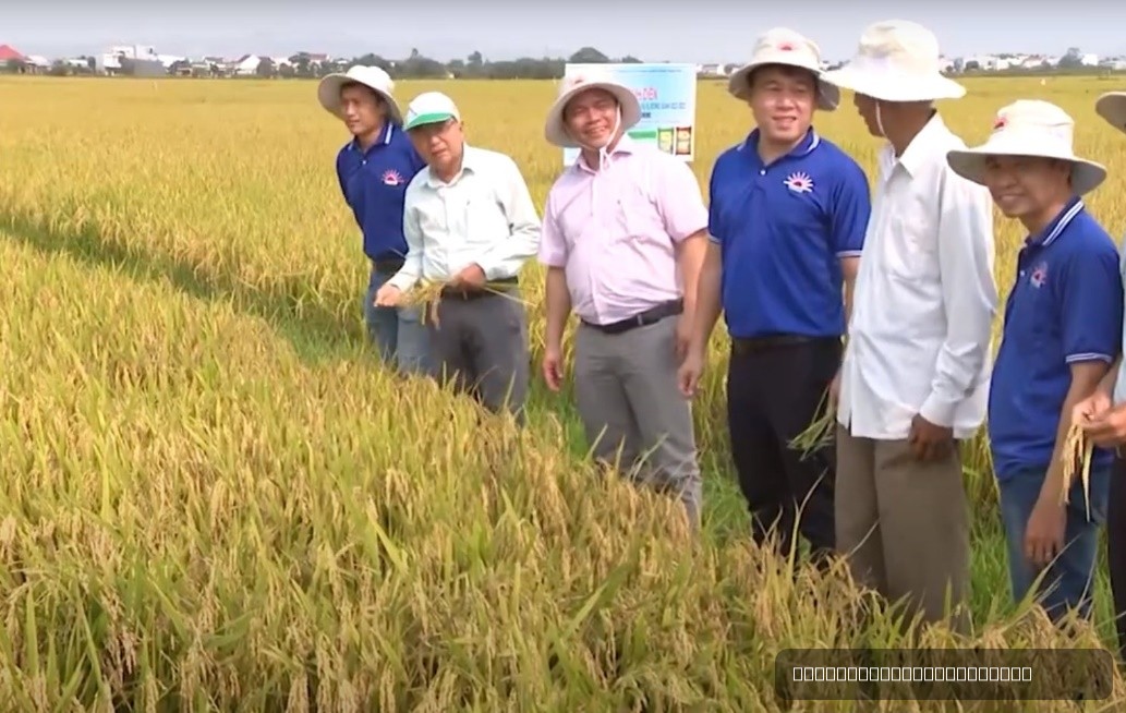 HIỆU QUẢ SỬ DỤNG PHÂN BÓN NPK THẾ HỆ MỚI CÔNG NGHỆ ECO-NANOMIX TRÊN CÂY LÚA TRONG VỤ ĐÔNG XUÂN 2022-2023 TẠI XÃ PHƯỚC HƯNG – TUY PHƯỚC – BÌNH ĐỊNH