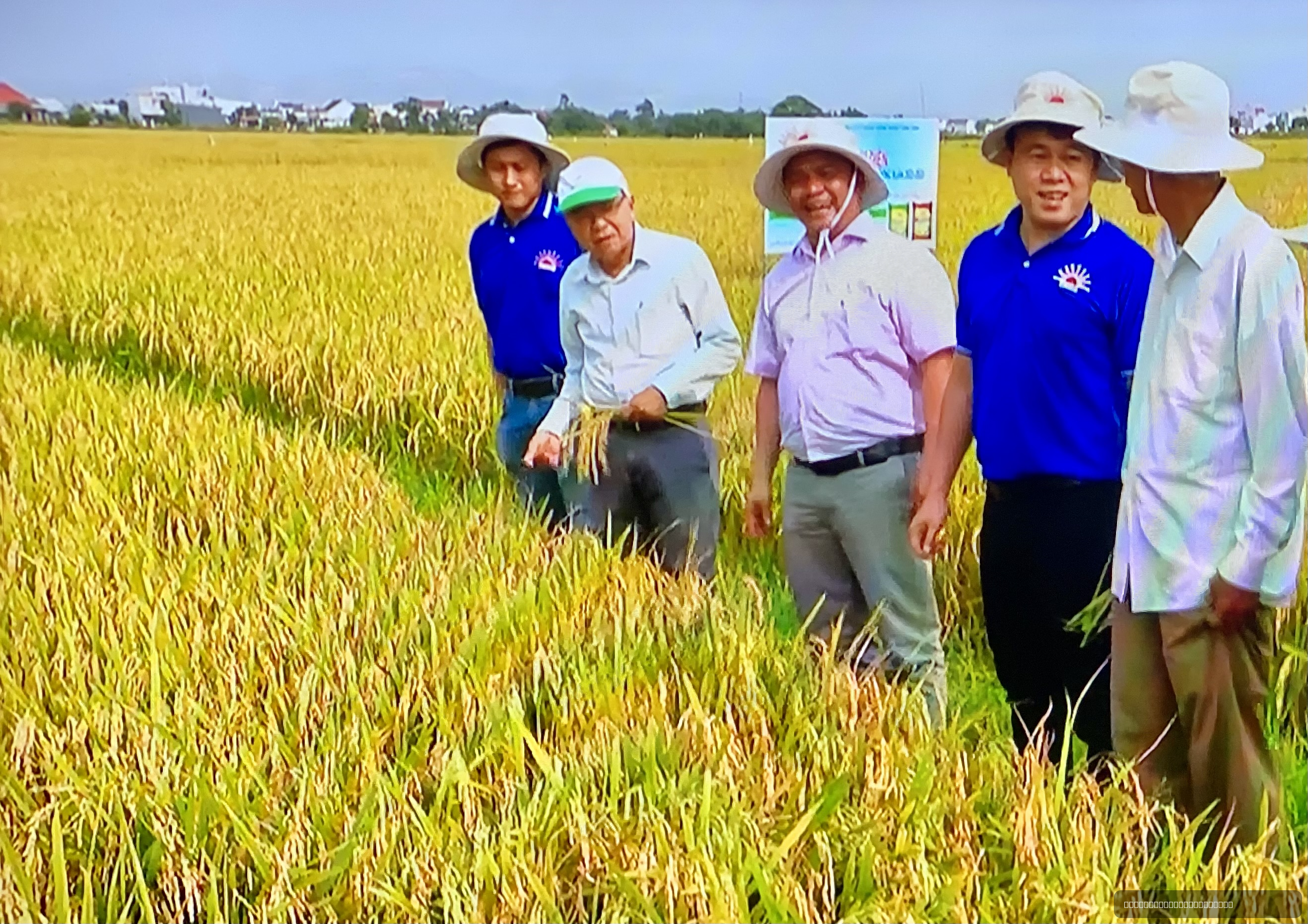 KẾT QUẢ SỬ DỤNG PHÂN BÓN NPK THẾ HỆ MỚI CÔNG NGHỆ ECO-NANOMIX TRÊN CÂY LÚA TRONG VỤ ĐÔNG XUÂN 2022-2023 TẠI VÙNG DUYÊN HẢI NAM TRUNG BỘ VÀ ĐỒNG BẰNG SÔNG CỬU LONG