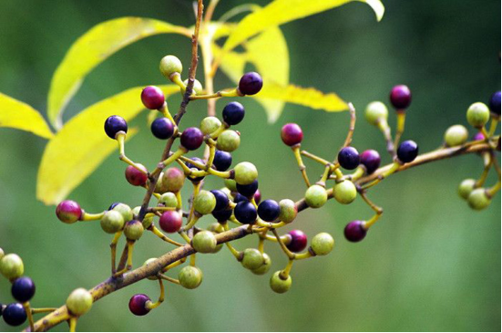 Ứng dụng của tinh dầu tiêu rừng dưới góc nhìn của y học Ayurveda