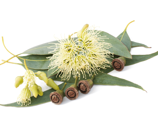 Tinh dầu bạch đàn chanh trong y học Ayurvedaa