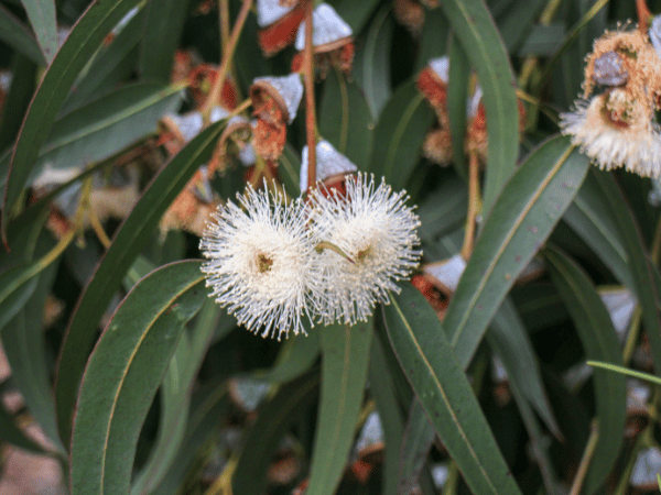 Sử dụng tinh dầu bạch đàn chanh hiệu quả theo luân xa và thể tạng Dosha