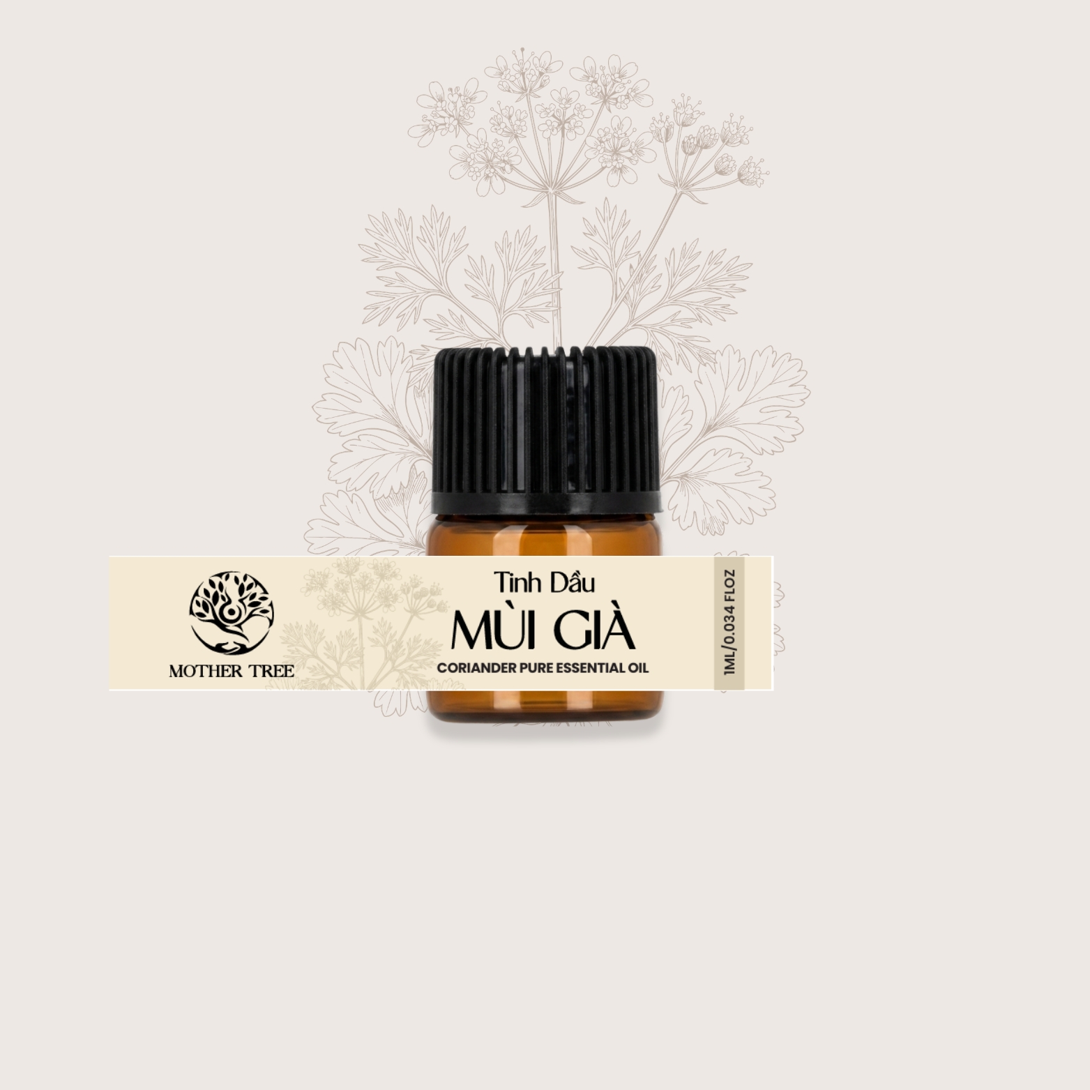 Tinh Dầu Mùi Già - Coriander Pure Essential Oil - Ảnh 3