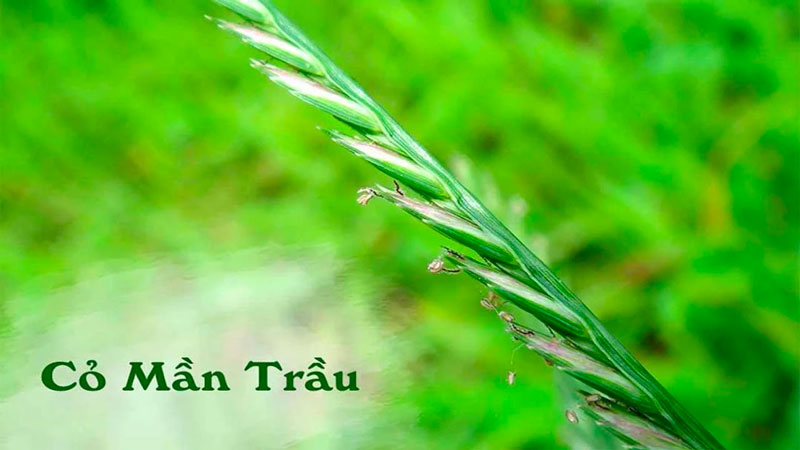 Thuốc trừ cỏ TRÂU RỪNG MỚI 150SL – Giải pháp diệt cỏ mạnh cho vườn cây lâu năm