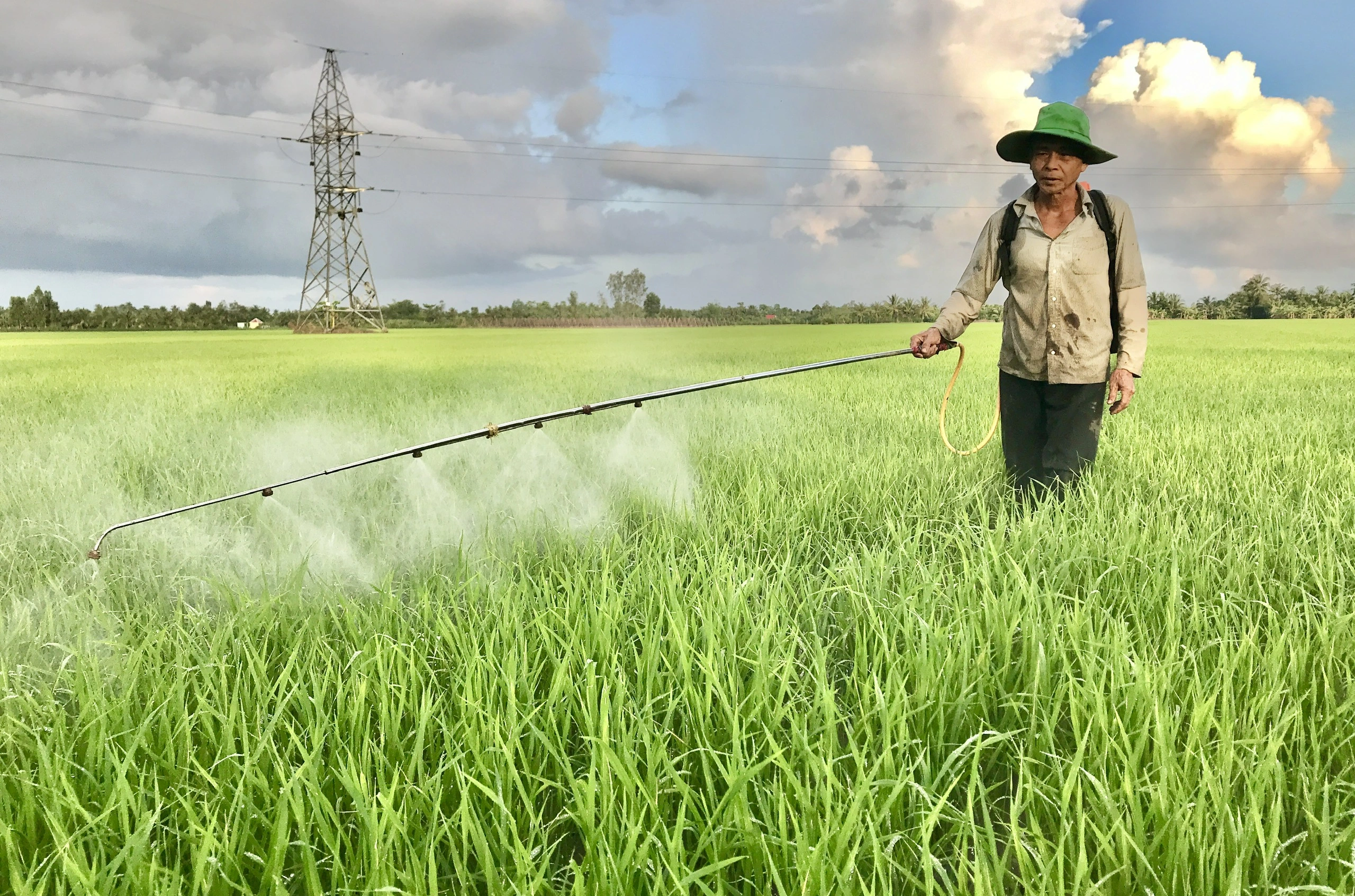 Thuốc trừ cỏ VAMCO 480SL – Giải pháp kiểm soát cỏ dại hiệu quả cho ruộng lạc, lúa và ngô