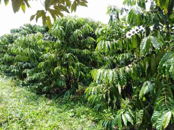 Thuốc trừ cỏ YOKY 10SL – Giải pháp kiểm soát cỏ dại hiệu quả cho vườn cây trồng