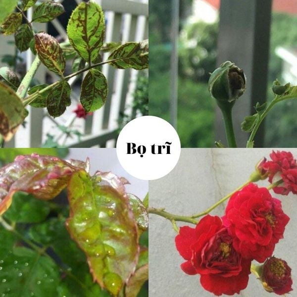 Thuốc trừ sâu OHAYO 240SC – Giải pháp kiểm soát nhện và sâu hại hiệu quả cho rau cải và hoa màu