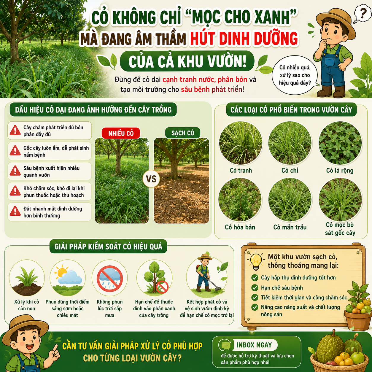 Cỏ dại không chỉ “ăn” dinh dưỡng — mà còn âm thầm kéo giảm năng suất vườn cây mỗi ngày