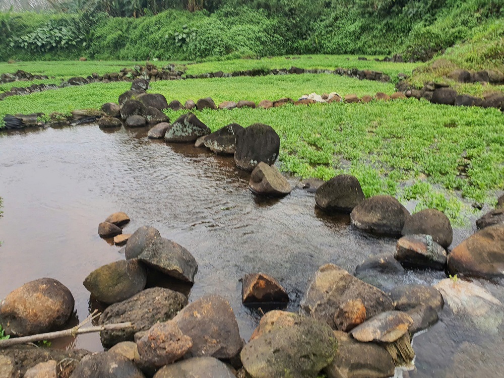 Mục sở thị vựa rau “sợ bẩn” tưới nước giếng cổ nghìn tuổi ở Quảng Trị