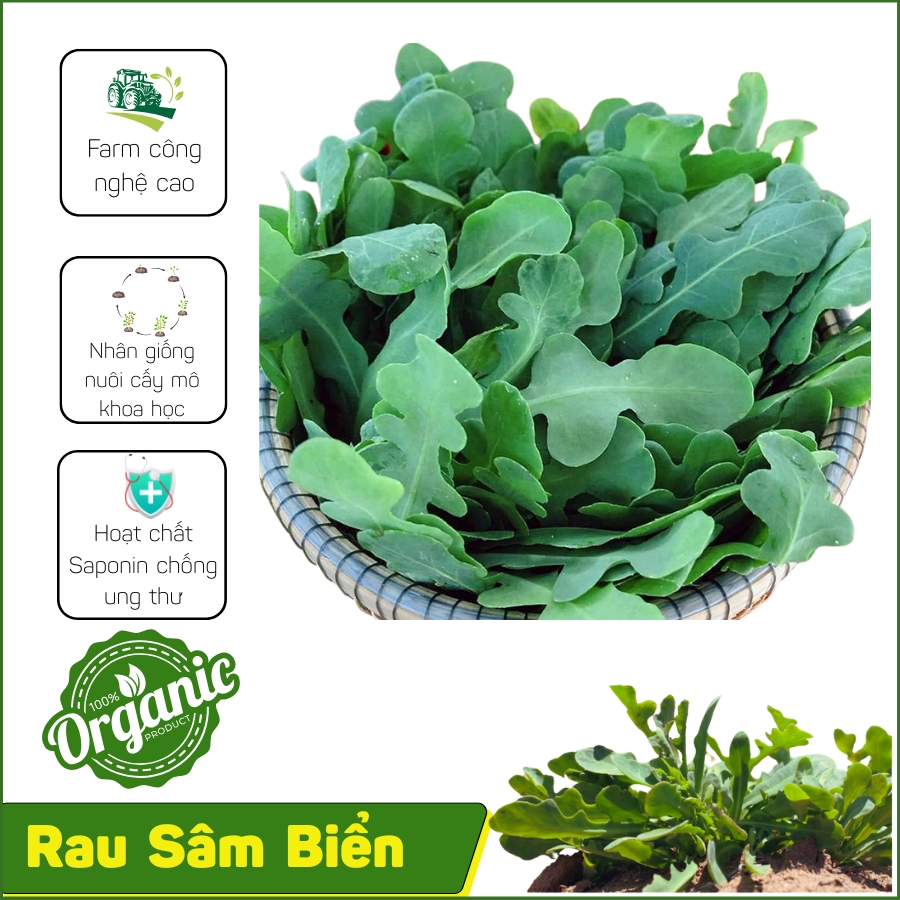 Rau Sâm Biển