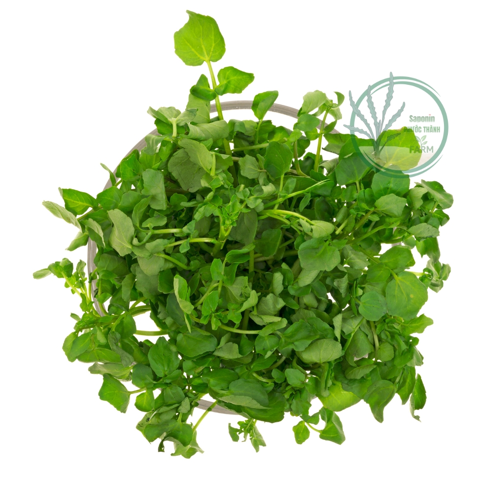 Với thời tiết nắng nóng của mùa hè, một trong những món canh đặc trưng của người Việt yêu thích là Canh Rau Liệt Tôm Tươi (hay còn gọi là Canh Cải Xoong Tôm Tươi). Những ngày nóng nực, ăn canh này cùng cơm trắng sẽ giúp bạn cảm thấy ngon miệng, sảng khoái và dễ chịu.
