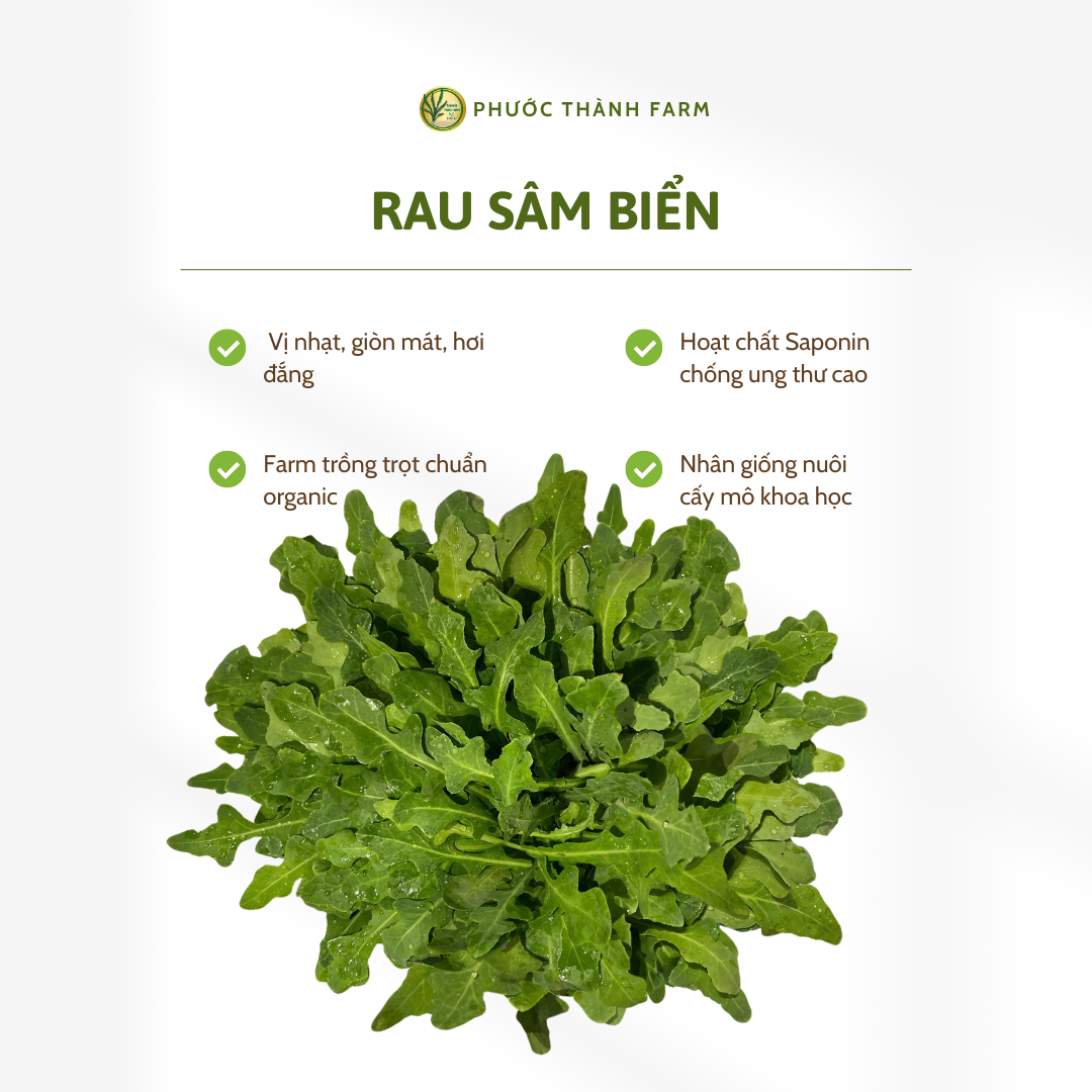 Rau sâm biển không chỉ là một loại rau dại ven biển quen thuộc mà còn được xem như một “thảo dược” với giá trị dinh dưỡng cao. Đặc biệt, các nhà nghiên cứu tại Đại học Nông Lâm TP.HCM đã nghiên cứu và công bố rằng trong rau sâm biển có chứa saponin - một hoạt chất quý hiếm có khả năng chống ung thư mạnh mẽ. Đây chính là bí mật dinh dưỡng khiến rau sâm biển ngày càng được quan tâm và ứng dụng rộng rãi trong ẩm thực cũng như y học hiện đại. Tại Phước Thành Farm, chúng tôi luôn tin rằng giá trị thực sự của một sản phẩm không chỉ đến từ sự tươi ngon, an toàn, mà còn đến từ những lợi ích sức khỏe vượt trội mà nó mang lại.