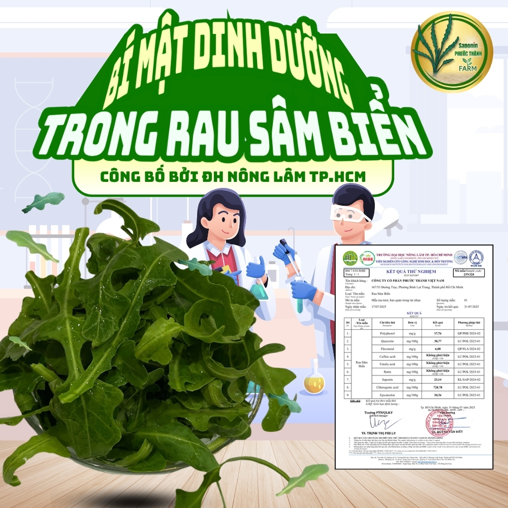 Rau sâm biển không chỉ là một loại rau dại ven biển quen thuộc mà còn được xem như một “thảo dược” với giá trị dinh dưỡng cao. Đặc biệt, các nhà nghiên cứu tại Đại học Nông Lâm TP.HCM đã nghiên cứu và công bố rằng trong rau sâm biển có chứa saponin - một hoạt chất quý hiếm có khả năng chống ung thư mạnh mẽ. Đây chính là bí mật dinh dưỡng khiến rau sâm biển ngày càng được quan tâm và ứng dụng rộng rãi trong ẩm thực cũng như y học hiện đại.