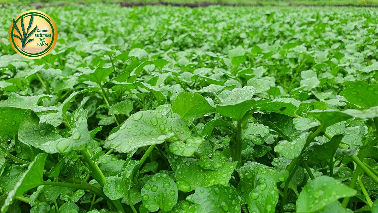 xà lách xoong
