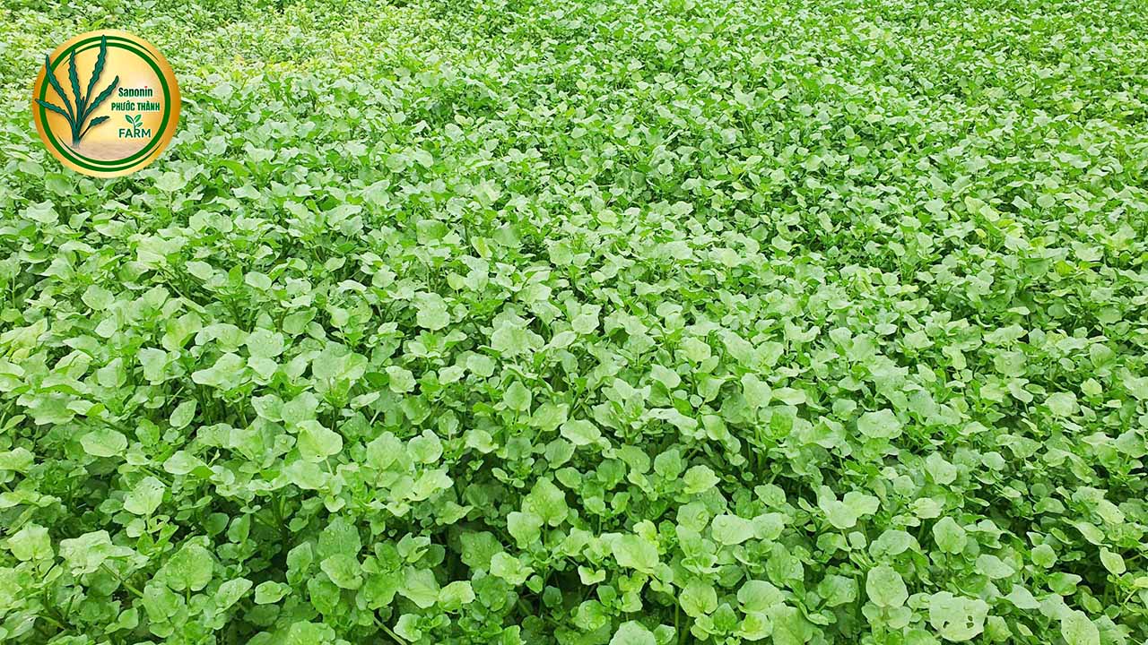 xà lách xoong