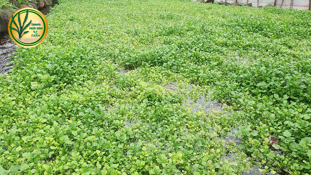 xà lách xoong