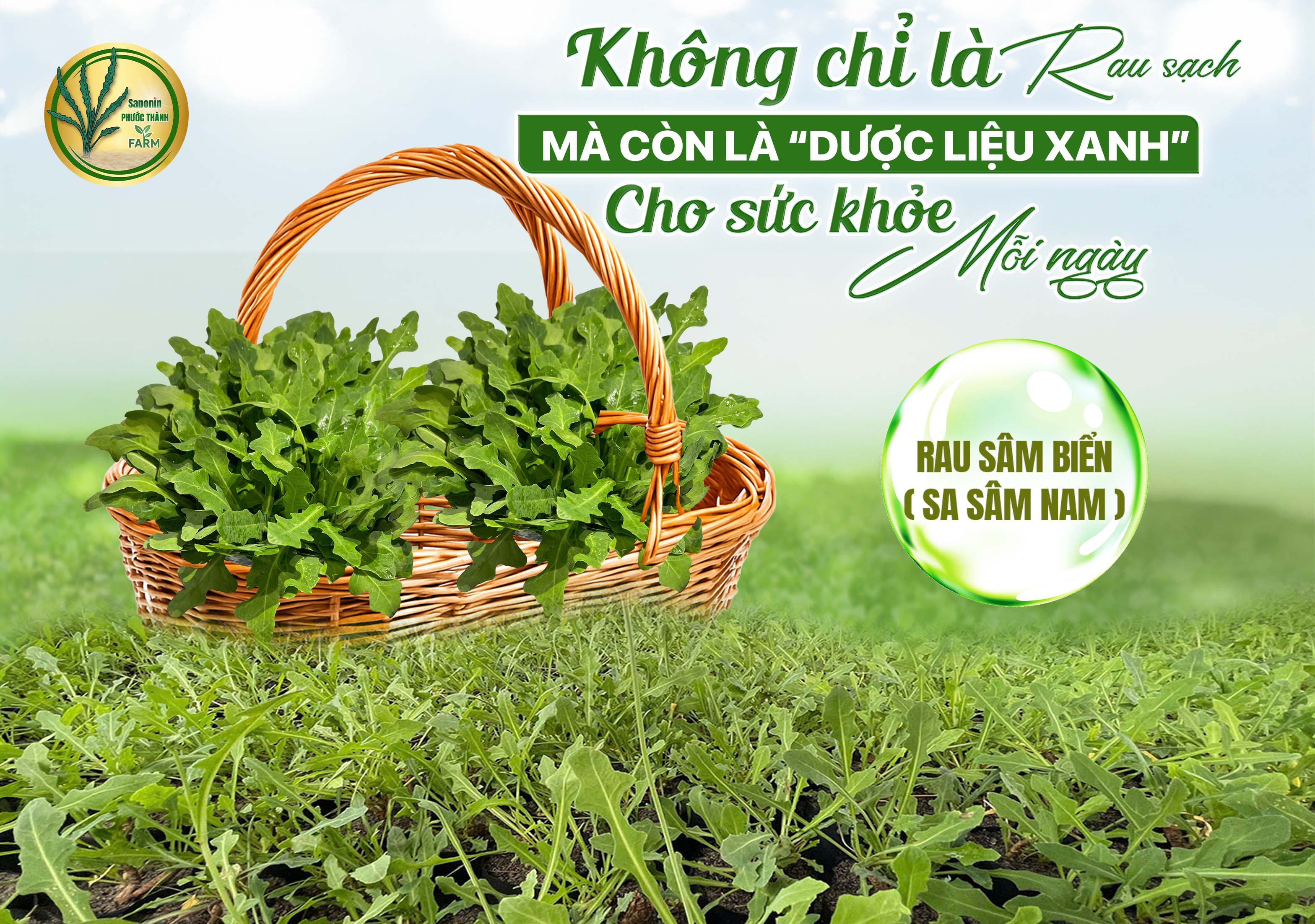 Rau sâm biển – Công dụng và các món chế biến từ rau sâm biển bổ dưỡng