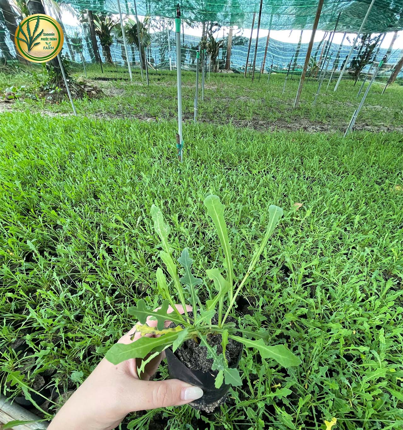rau sâm biển
