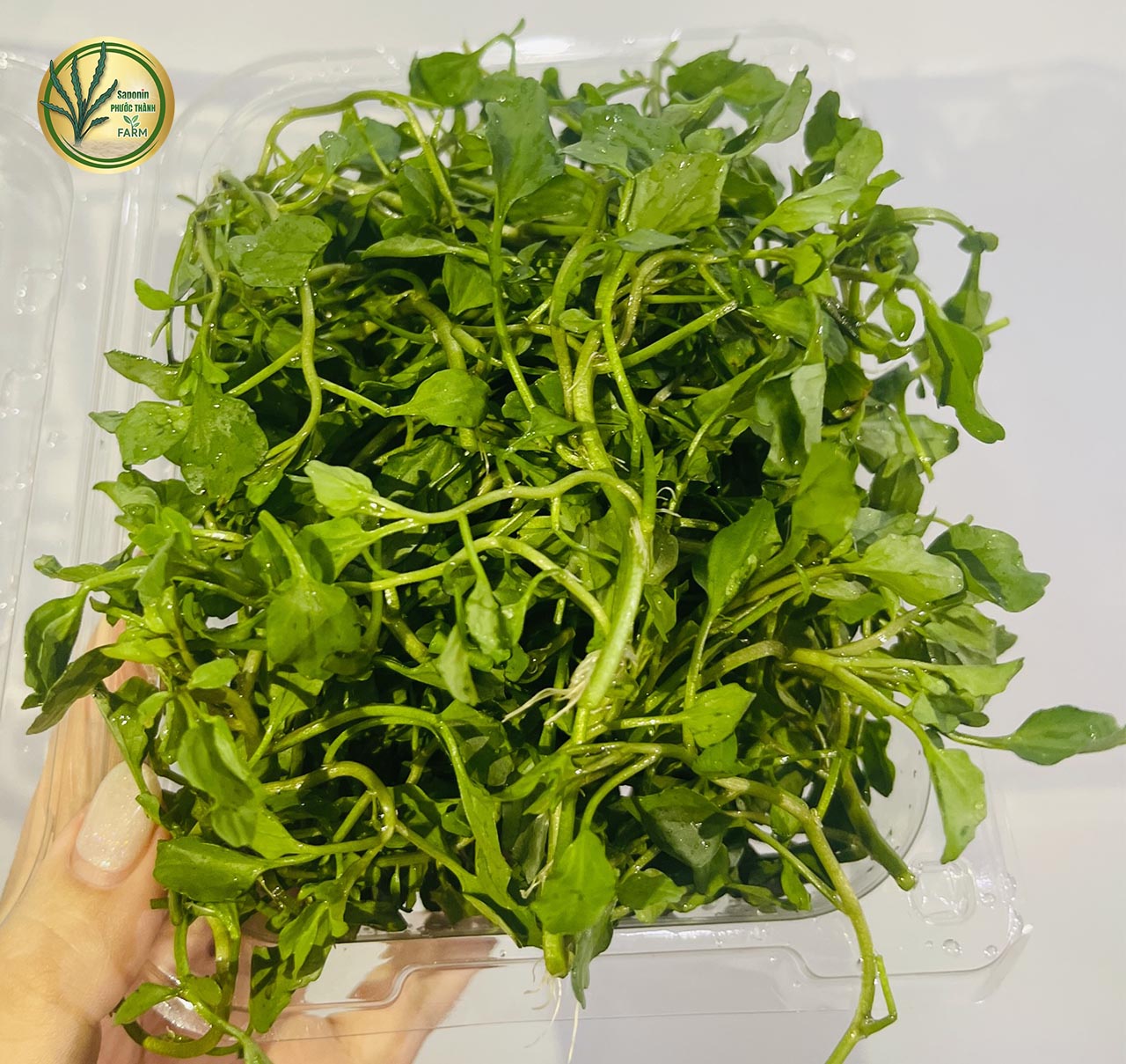 cải xà lách xoong