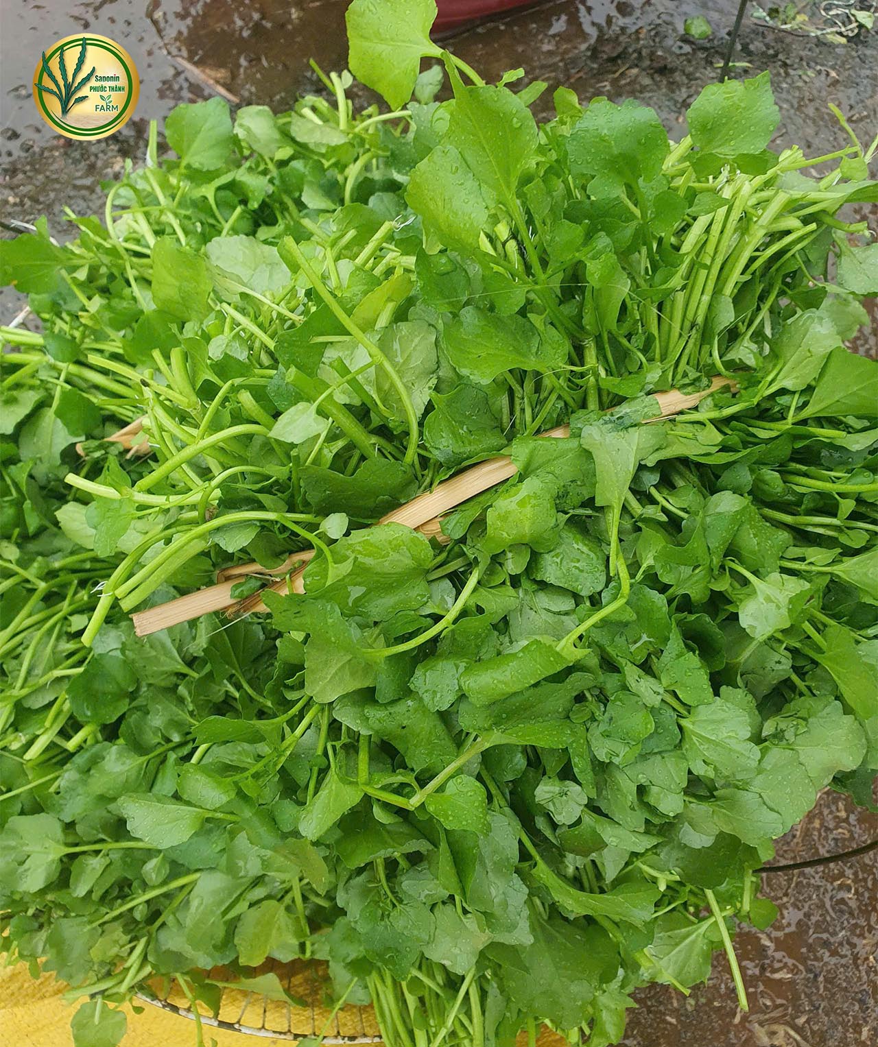 cải xà lách xoong