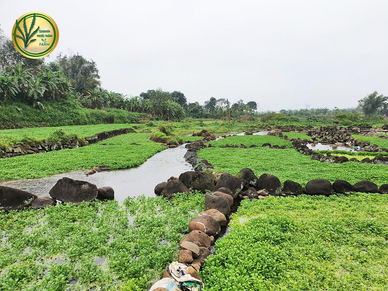 cải xà lách xoong