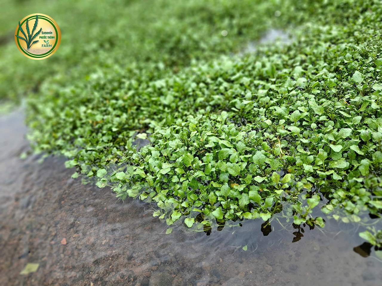 Mua rau liệt tại Hà Nội Quảng Trị Lâm Đồng
