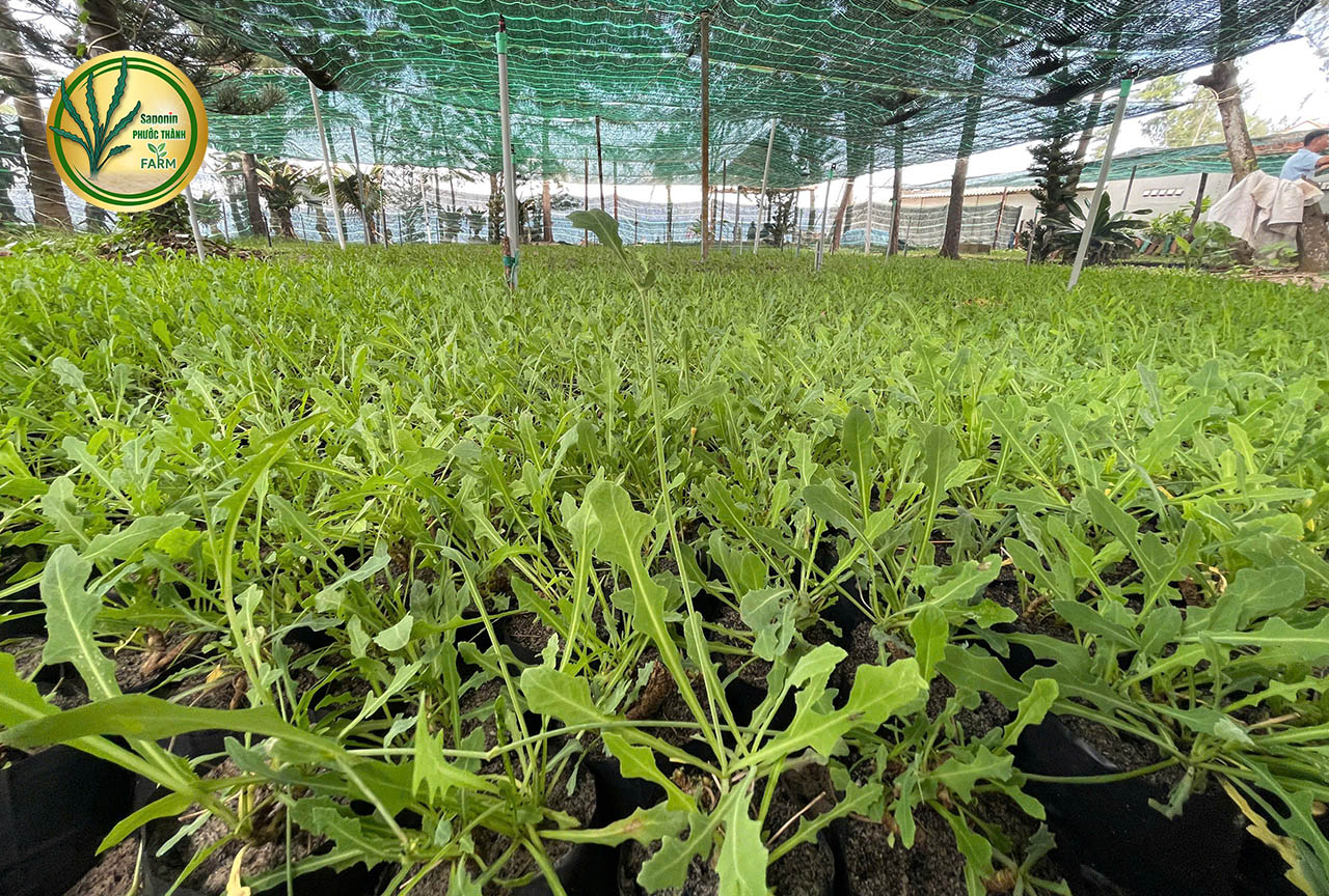 Tác dụng của rau sâm biển