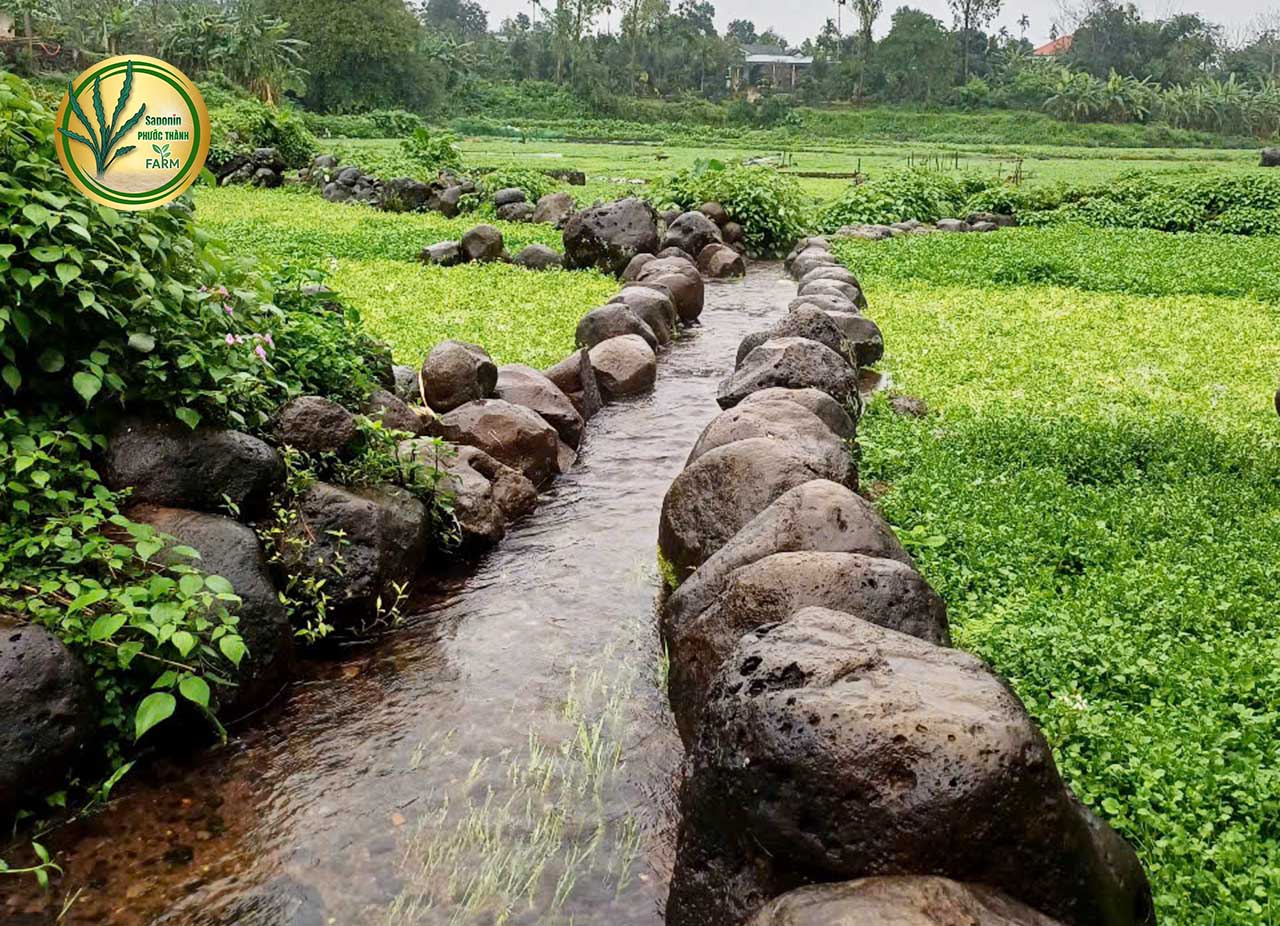 Rau liệt trong Đông y - Giúp giảm cân, hỗ trợ người huyết áp cao và tiểu đường hiệu quả
