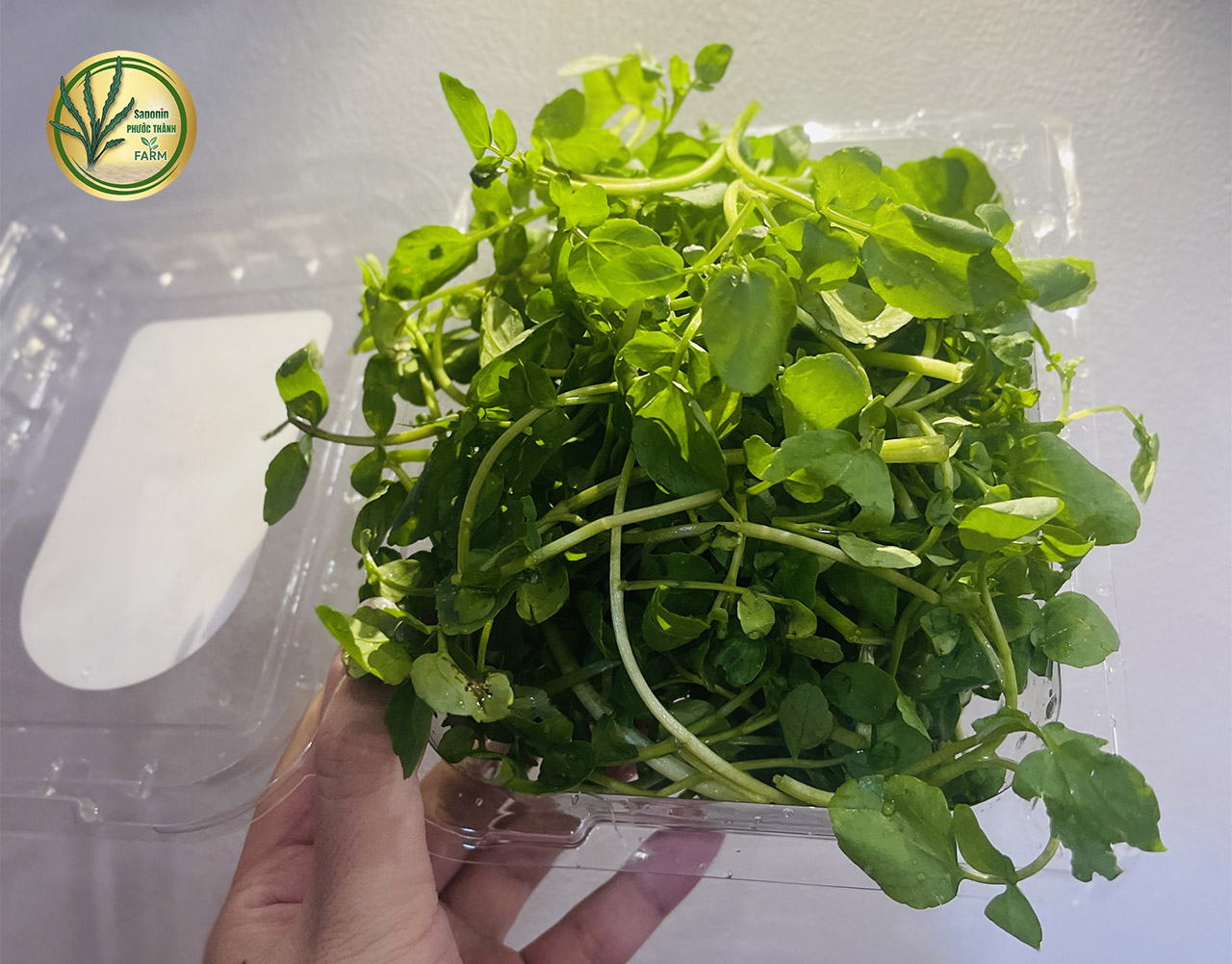 Rau liệt trong Đông y - Giúp giảm cân, hỗ trợ người huyết áp cao và tiểu đường hiệu quả
