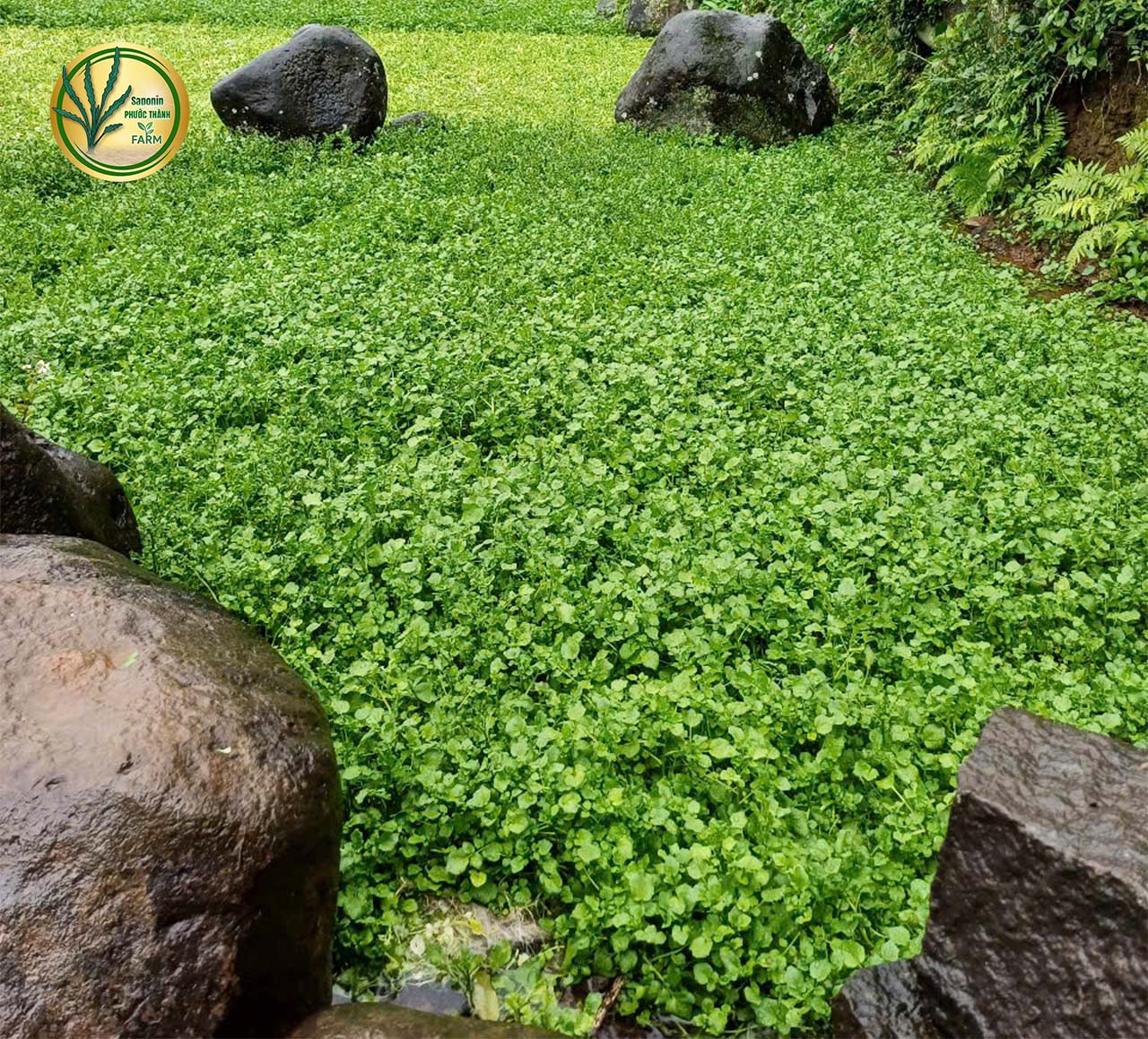 Mua rau liệt tươi ngon tại TPHCM, Hà Nội, Lâm Đồng, Quảng Trị - Giao hàng tận nơi