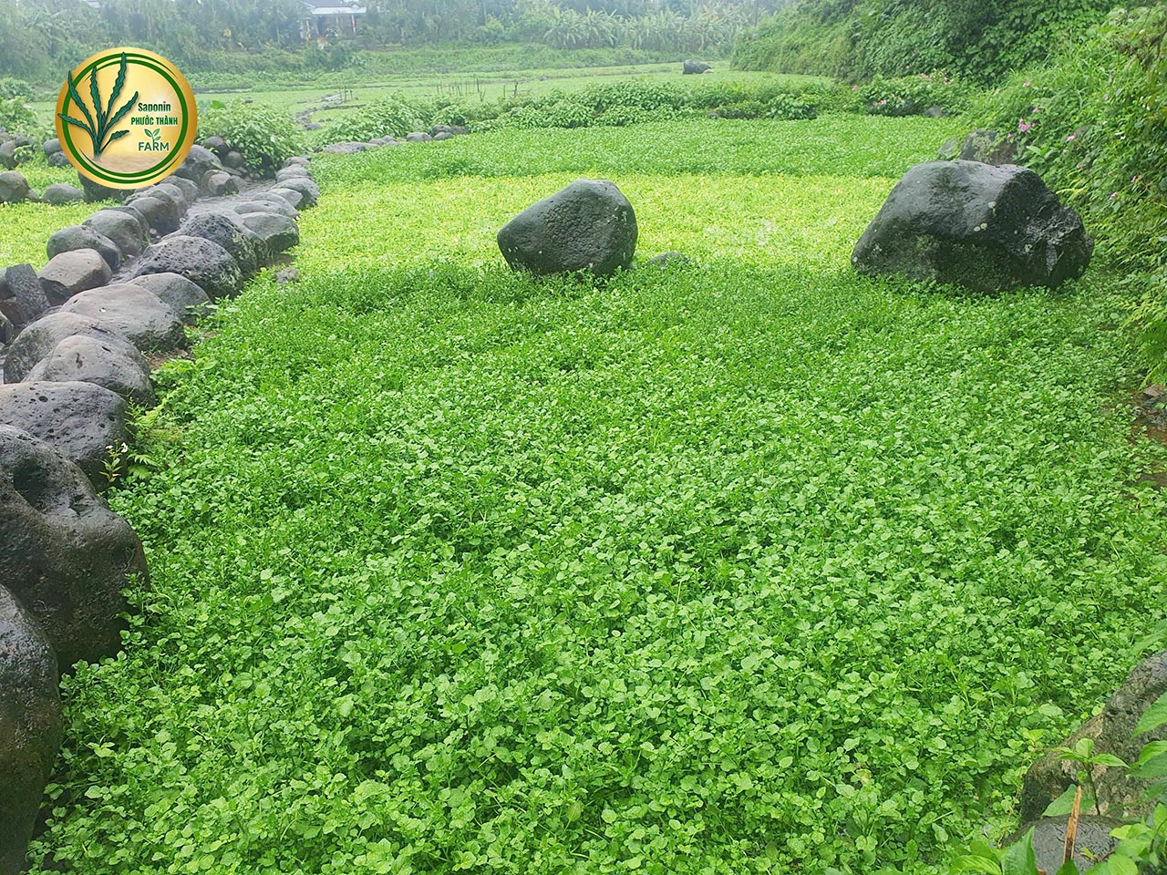Mua rau liệt tươi ngon tại TPHCM, Hà Nội, Lâm Đồng, Quảng Trị – Giao hàng tận nơi